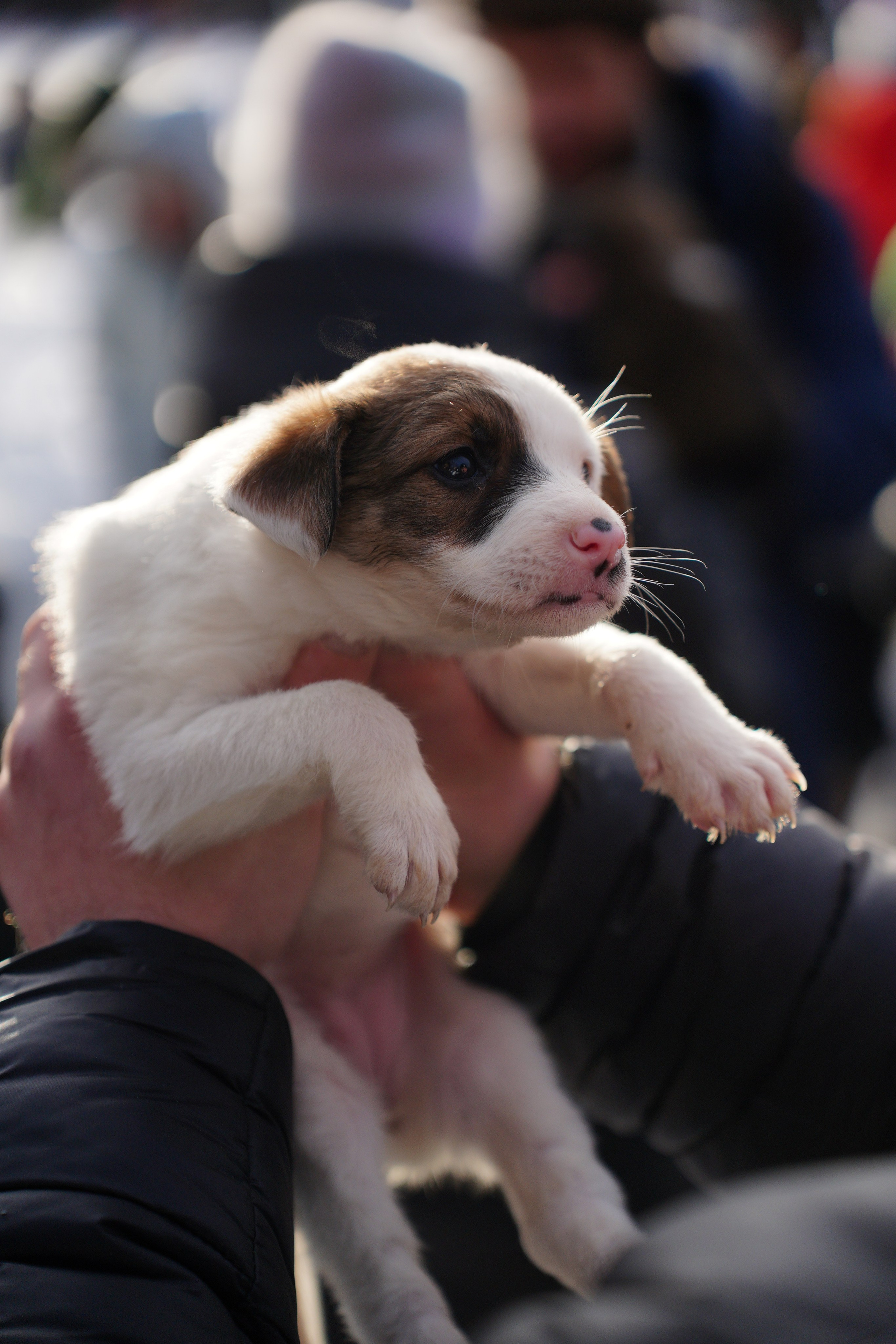 Благотворительная Акция «Ищу Человека». Pupov.png