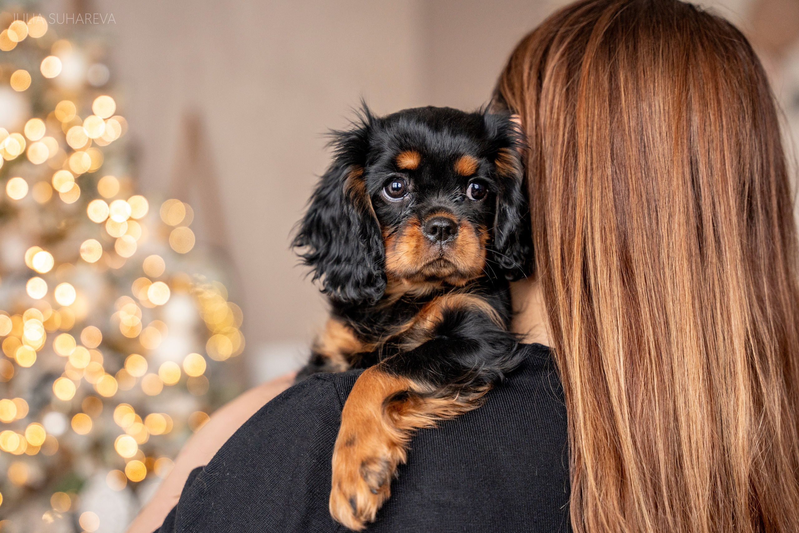 Щенки Кавалер кинг-чарльз-спаниель (Новый год). Главная