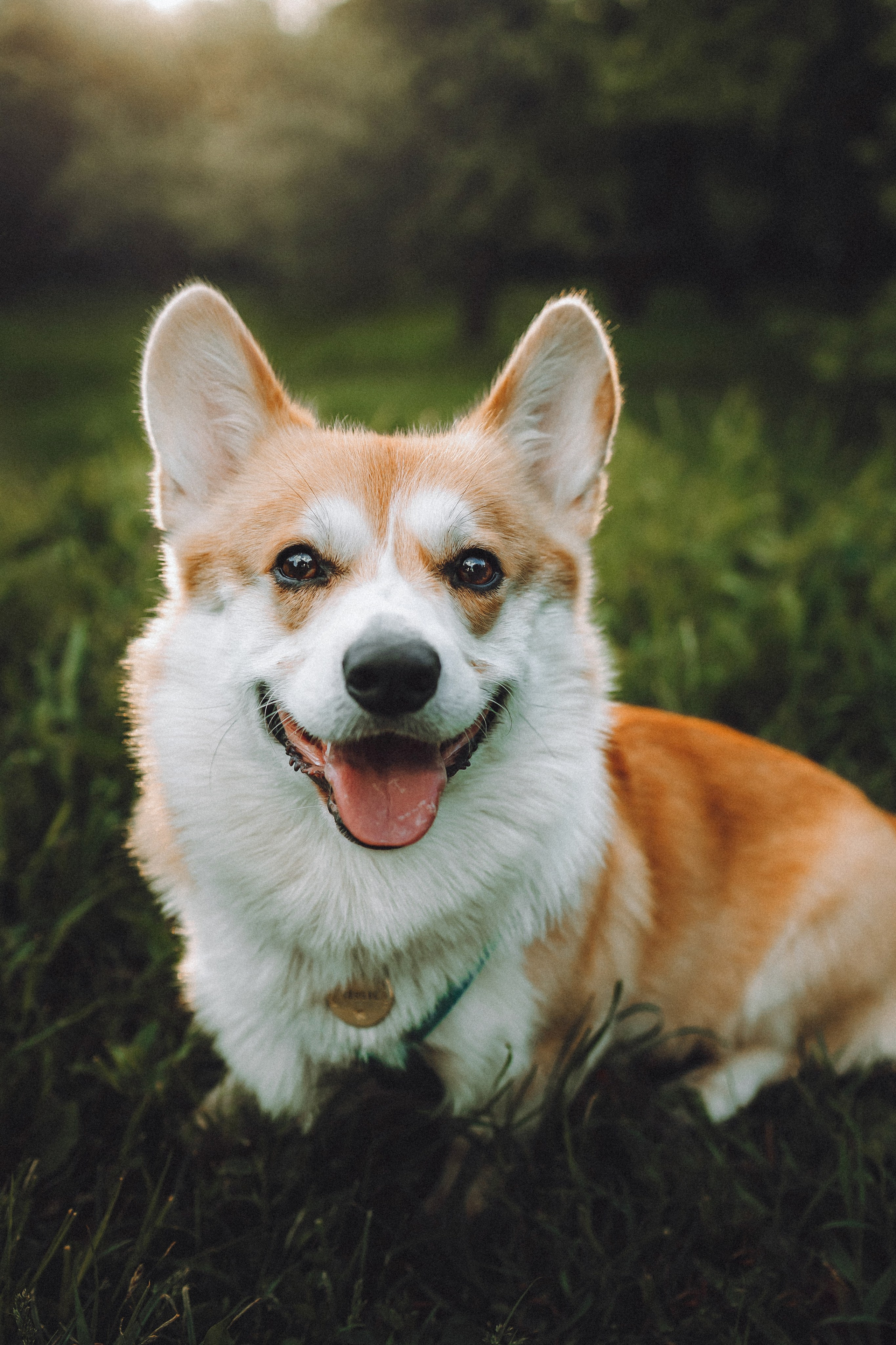 Вирджик и его семья