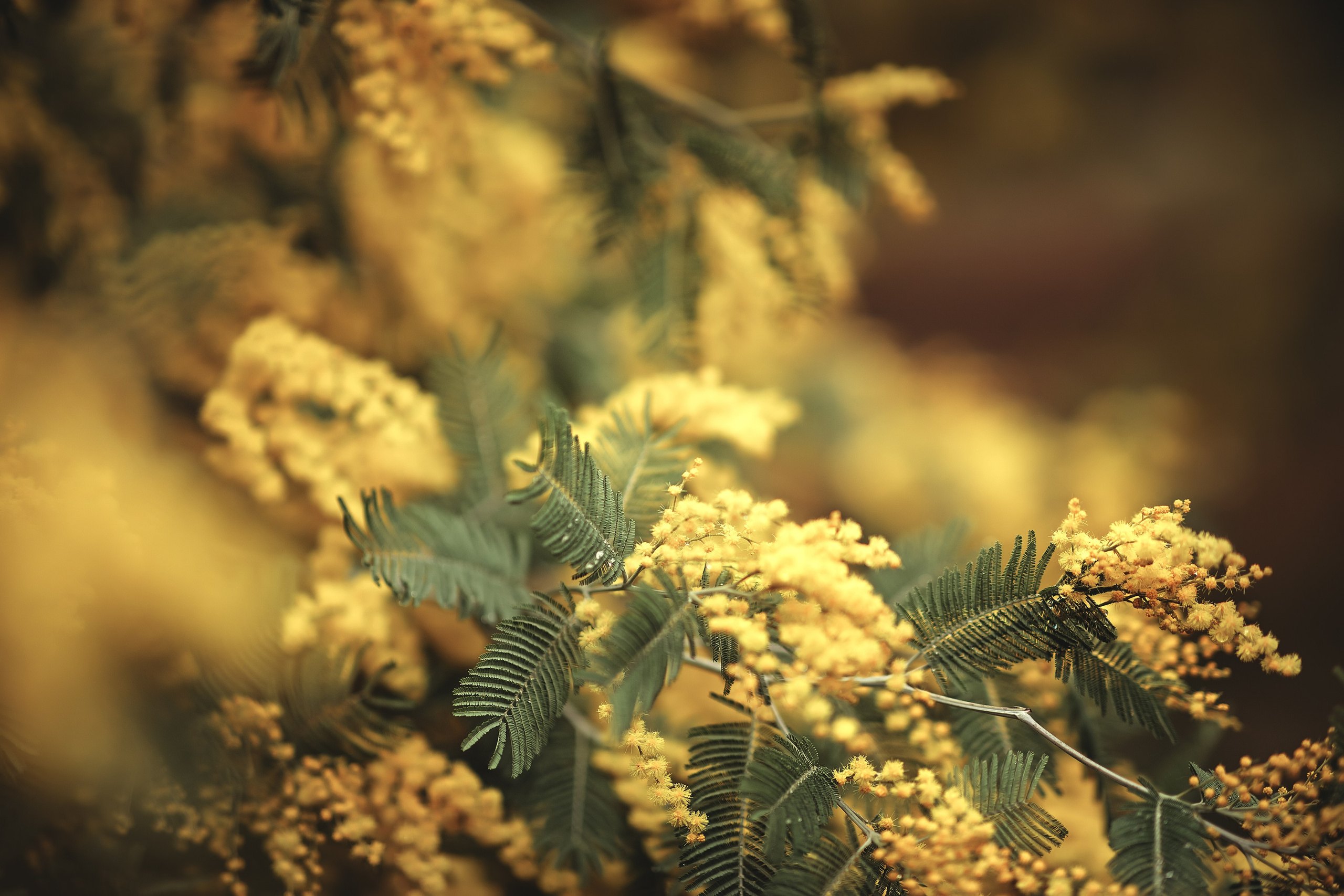 Мимозный рай Адлер 2024. Семейный и детский фотограф в Анапе Мария Голубович