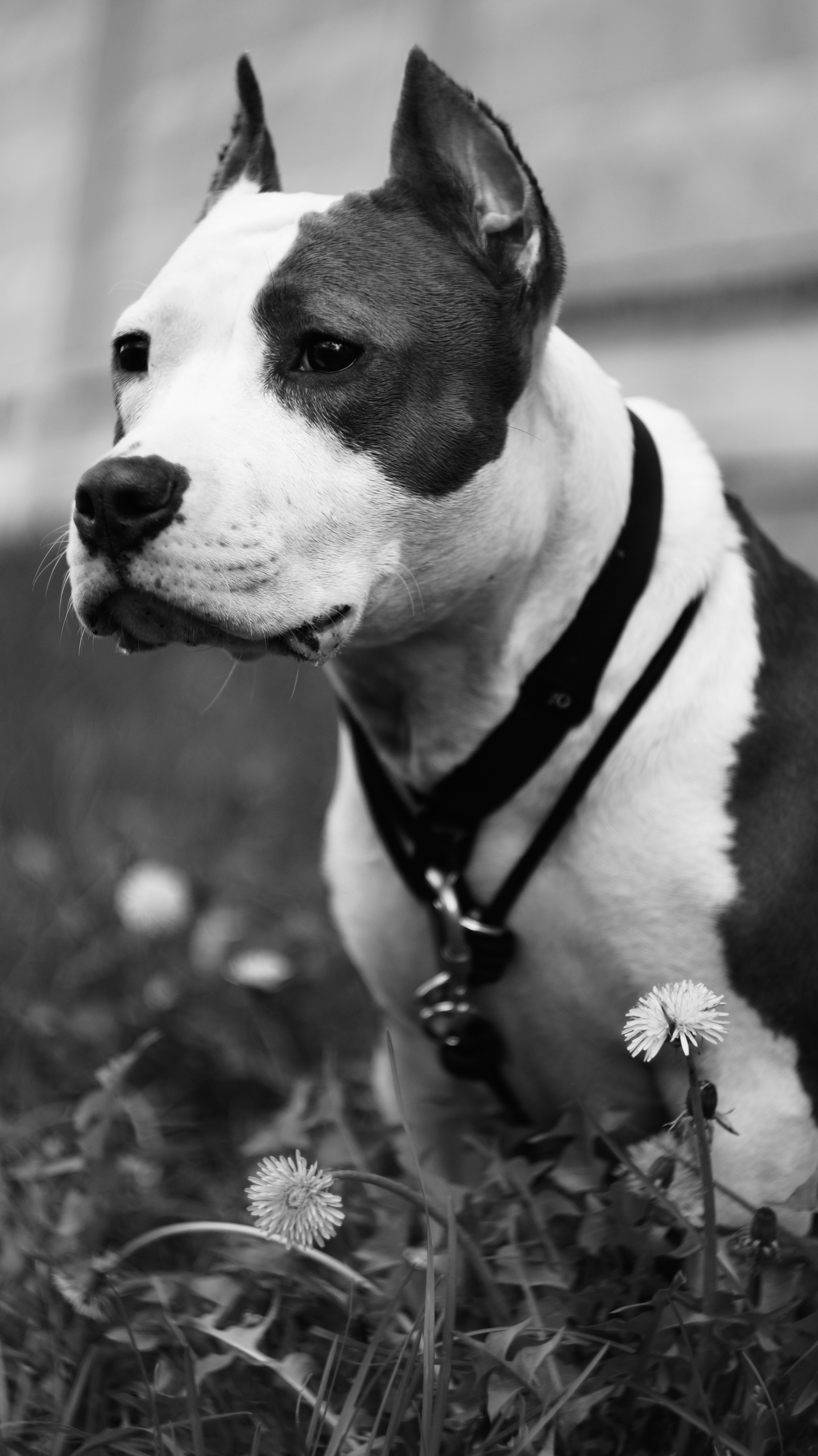 Луна. Профессиональный фотограф