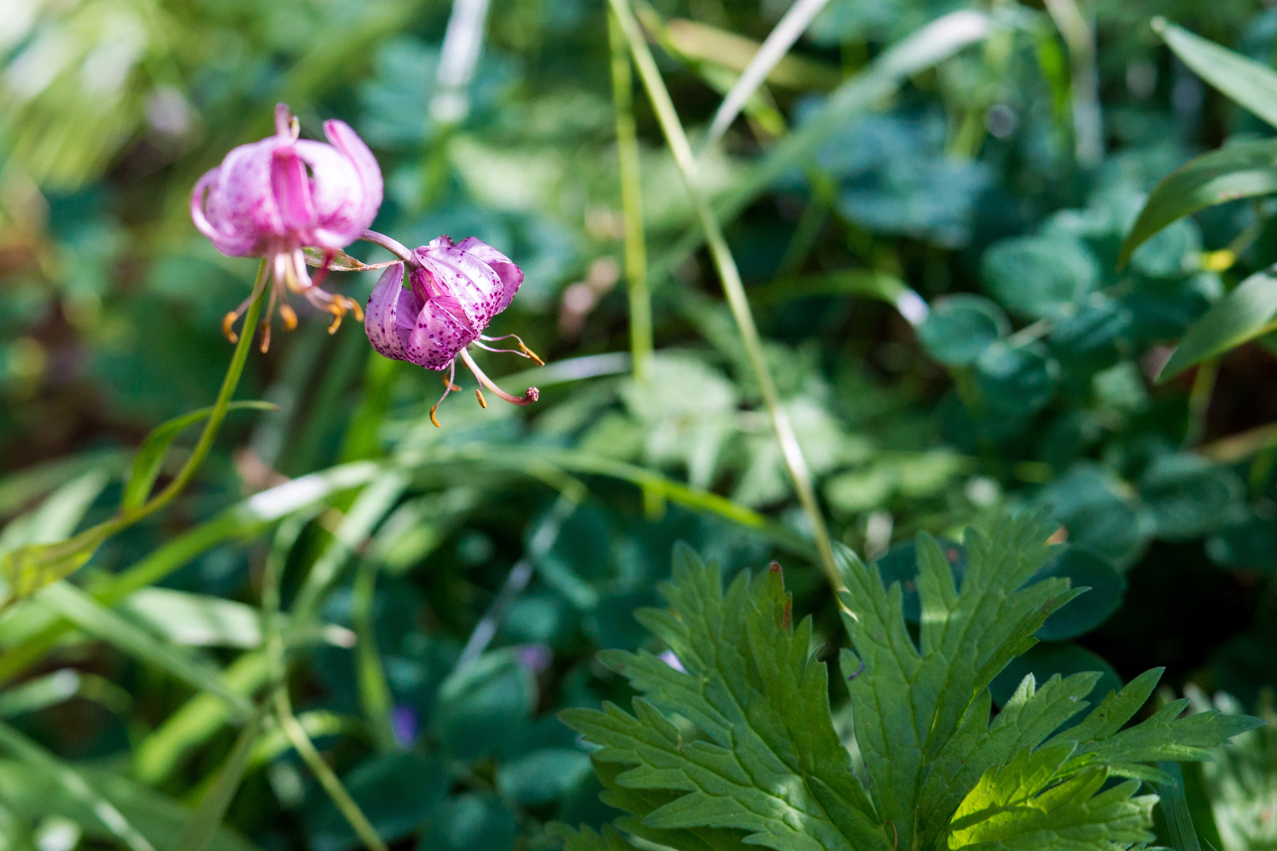 Фотографии озера Байкал. Петр Ступень. Свадебное, семейное фото и видео. Москва. Краснодар