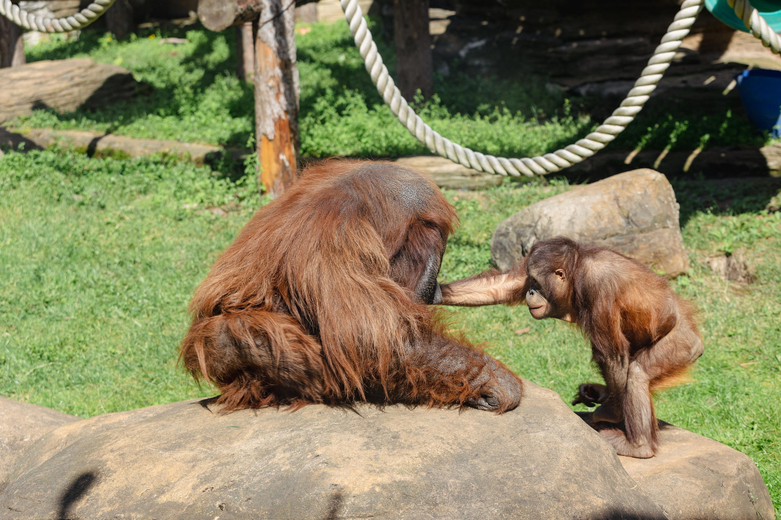 Московский зоопарк. Photographer Sonkina Tatiana (Tanya Ash)