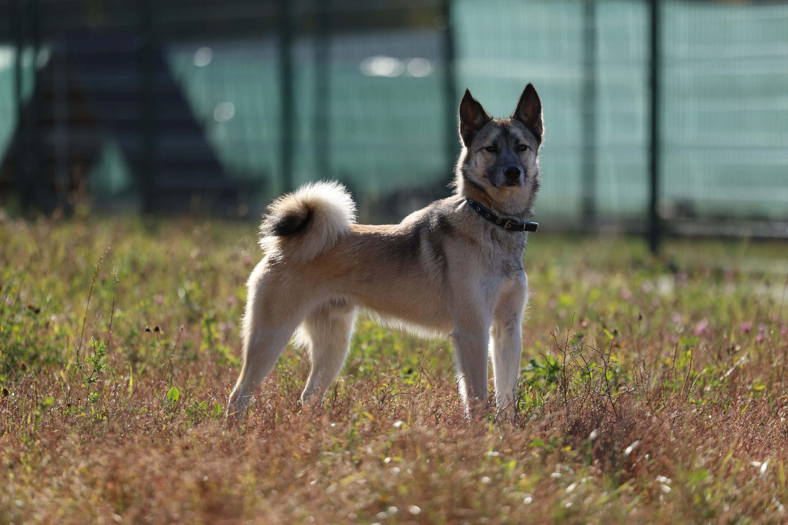 Портфолио. Виктория Михайловская. Фотограф-анималист. Москва