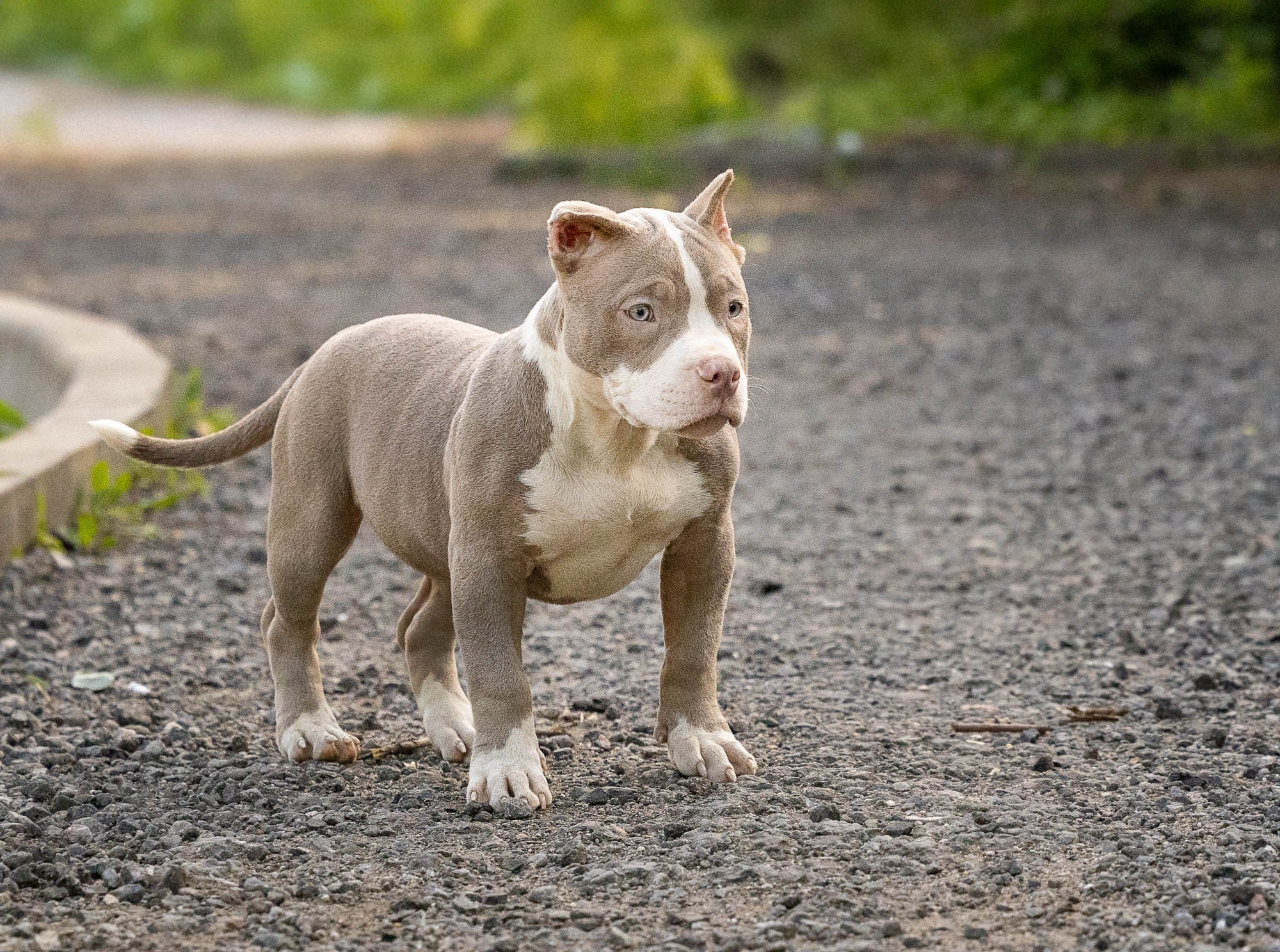 Щенки Тэя. Виктория Михайловская. Фотограф-анималист. Москва