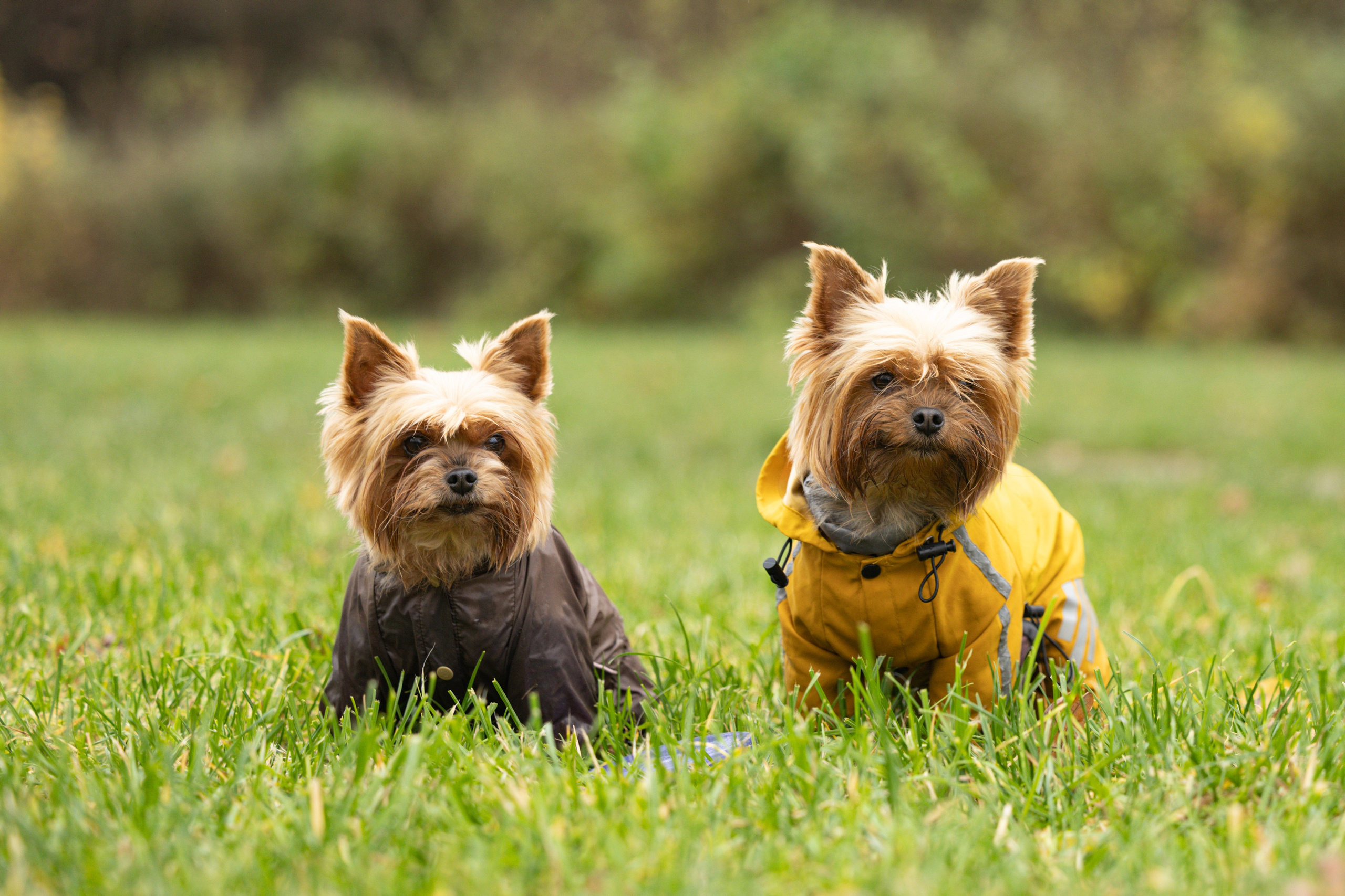 Джессика и Афродита. Виктория Михайловская. Фотограф-анималист. Москва
