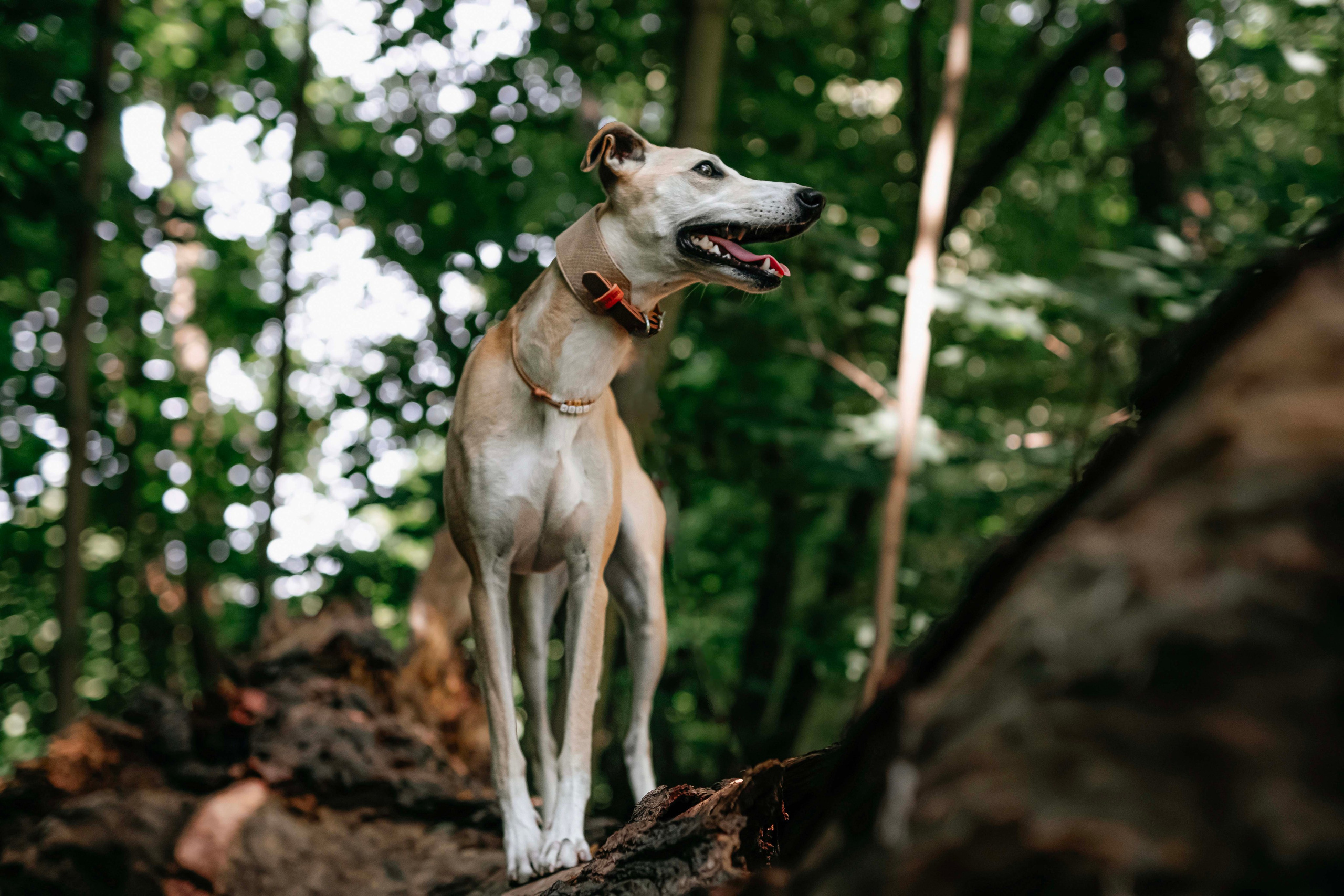 Портреты питомцев. Фотограф и видеограф в Минске Мария Войтик