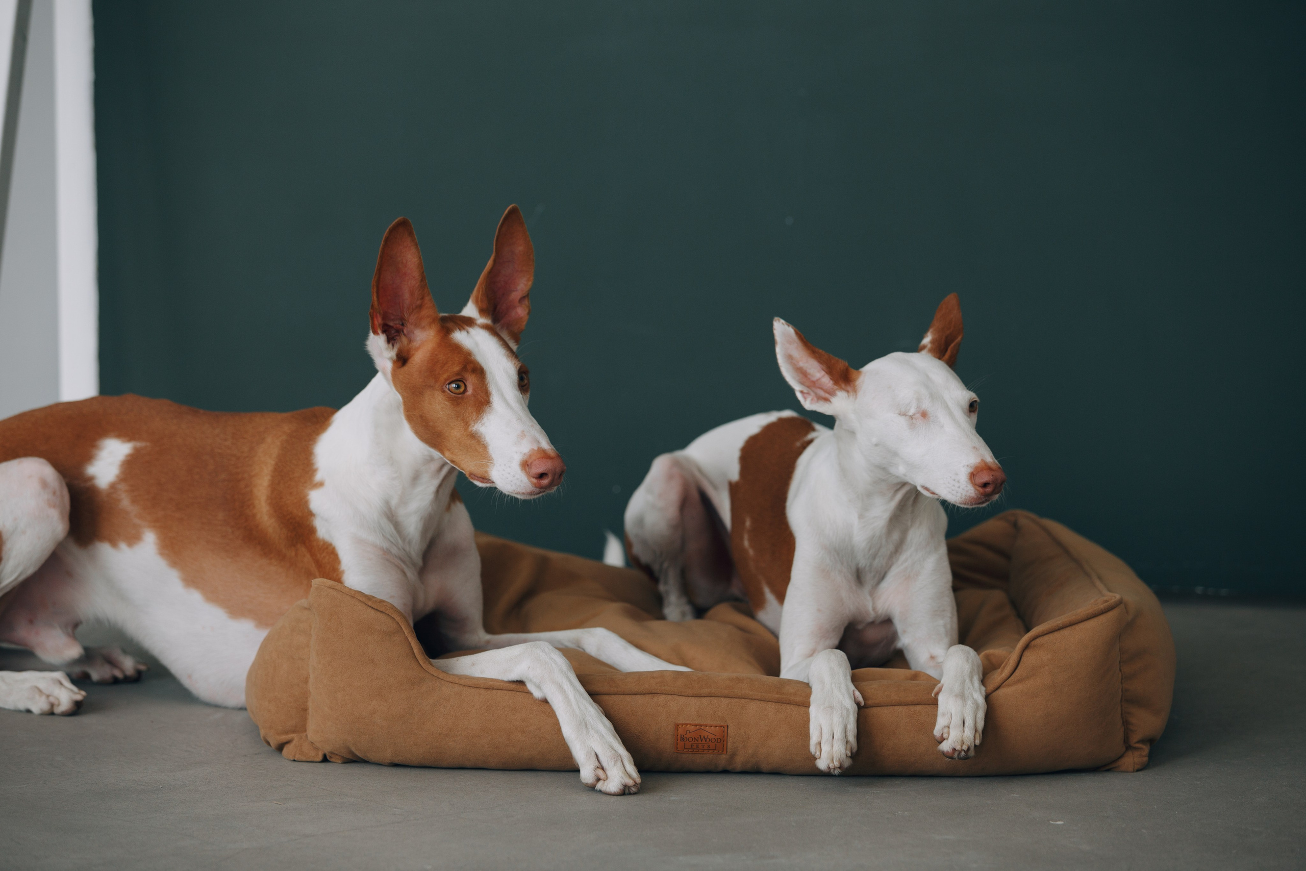 Boonwood Pets лежанки для животных. Фотограф анималист Кристина Карпова, Москва