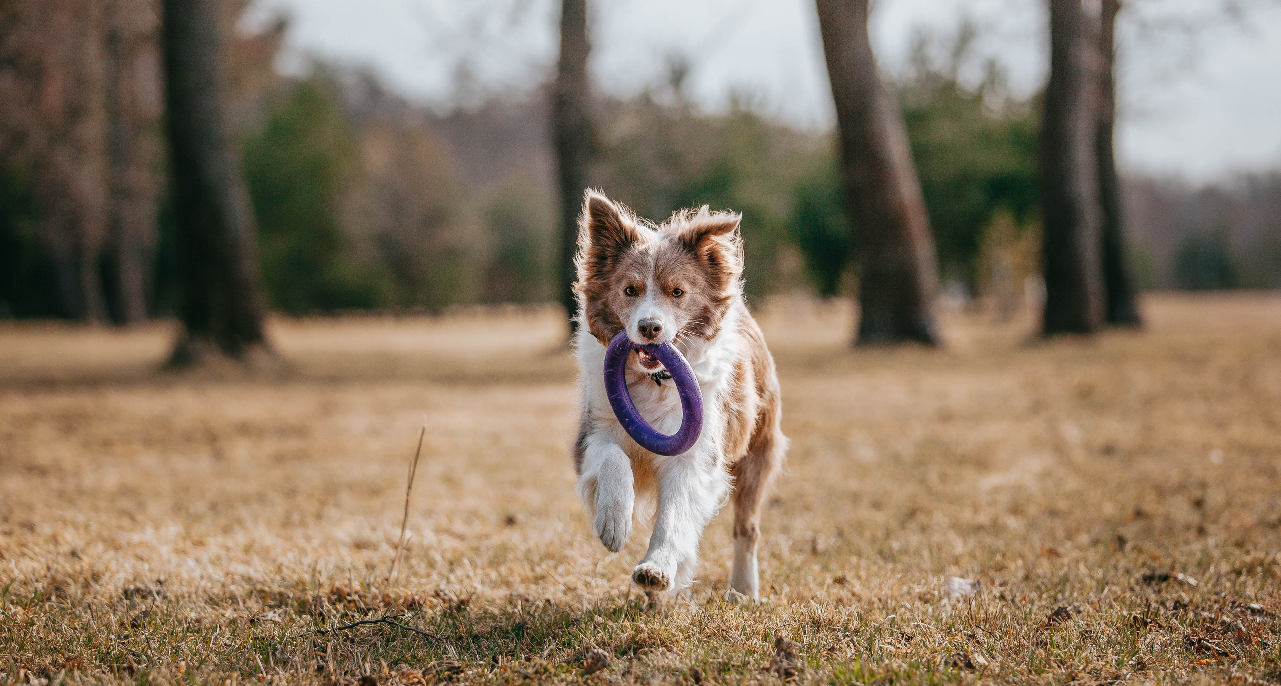Бордюха, Лора, Берта, Мета. Главная