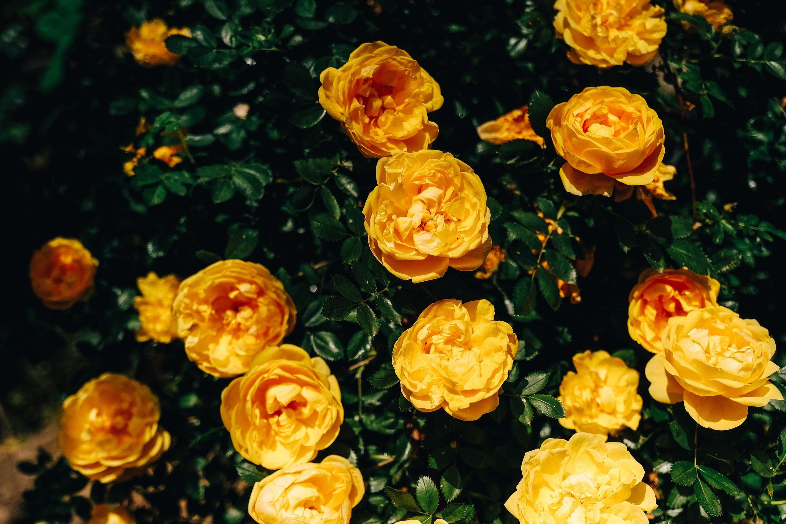 Цветы. Фотограф Анатолий Деникин