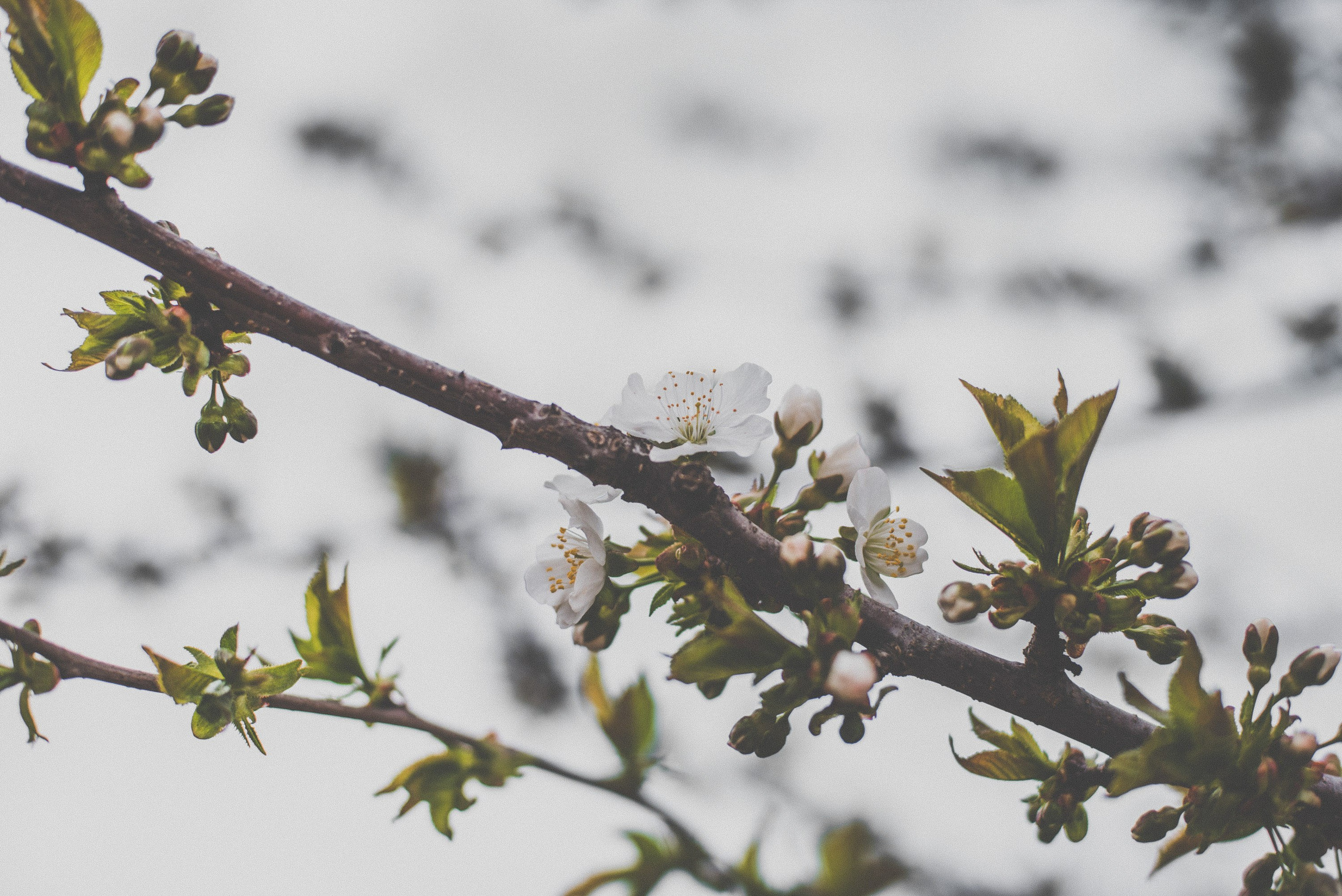 Цветы. Фотограф Анатолий Деникин