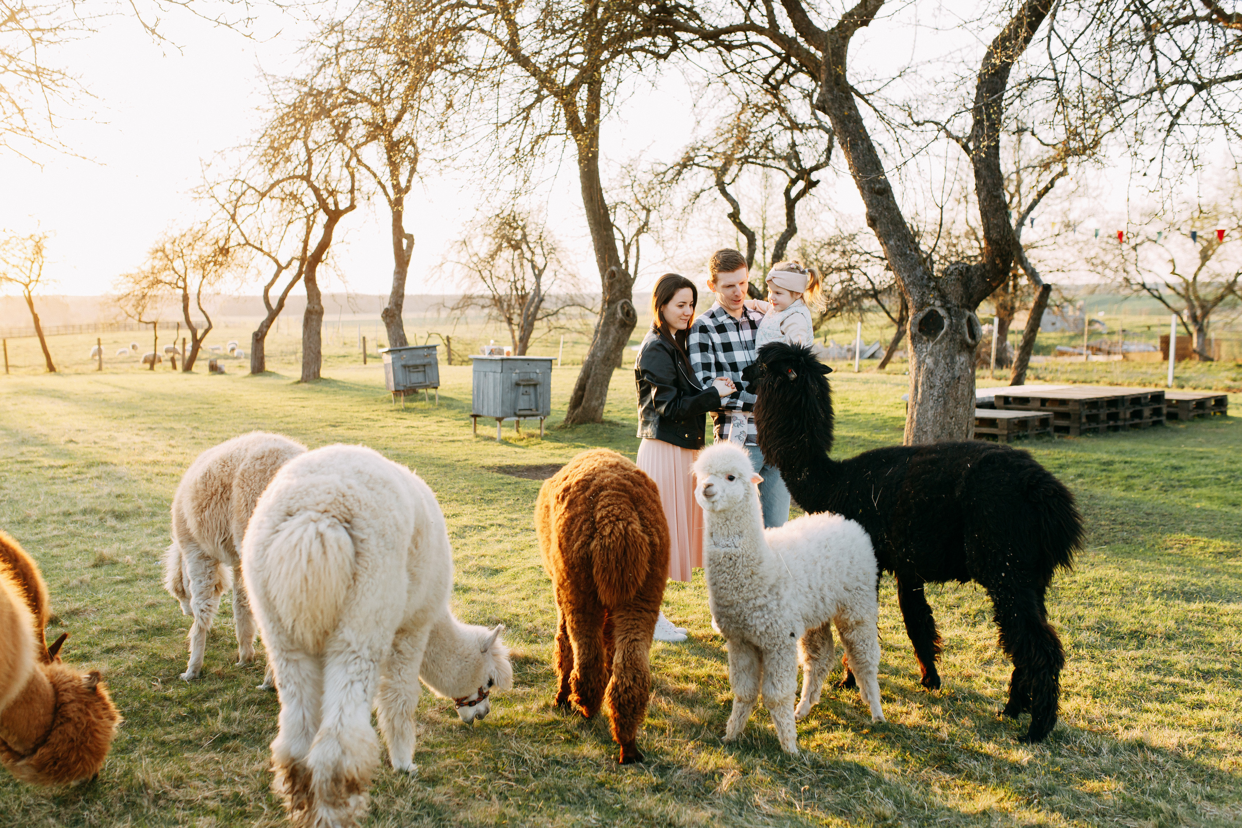 На ферме с альпаками • Весна 2023. Фотограф в Калининграде Екатерина Осинцева