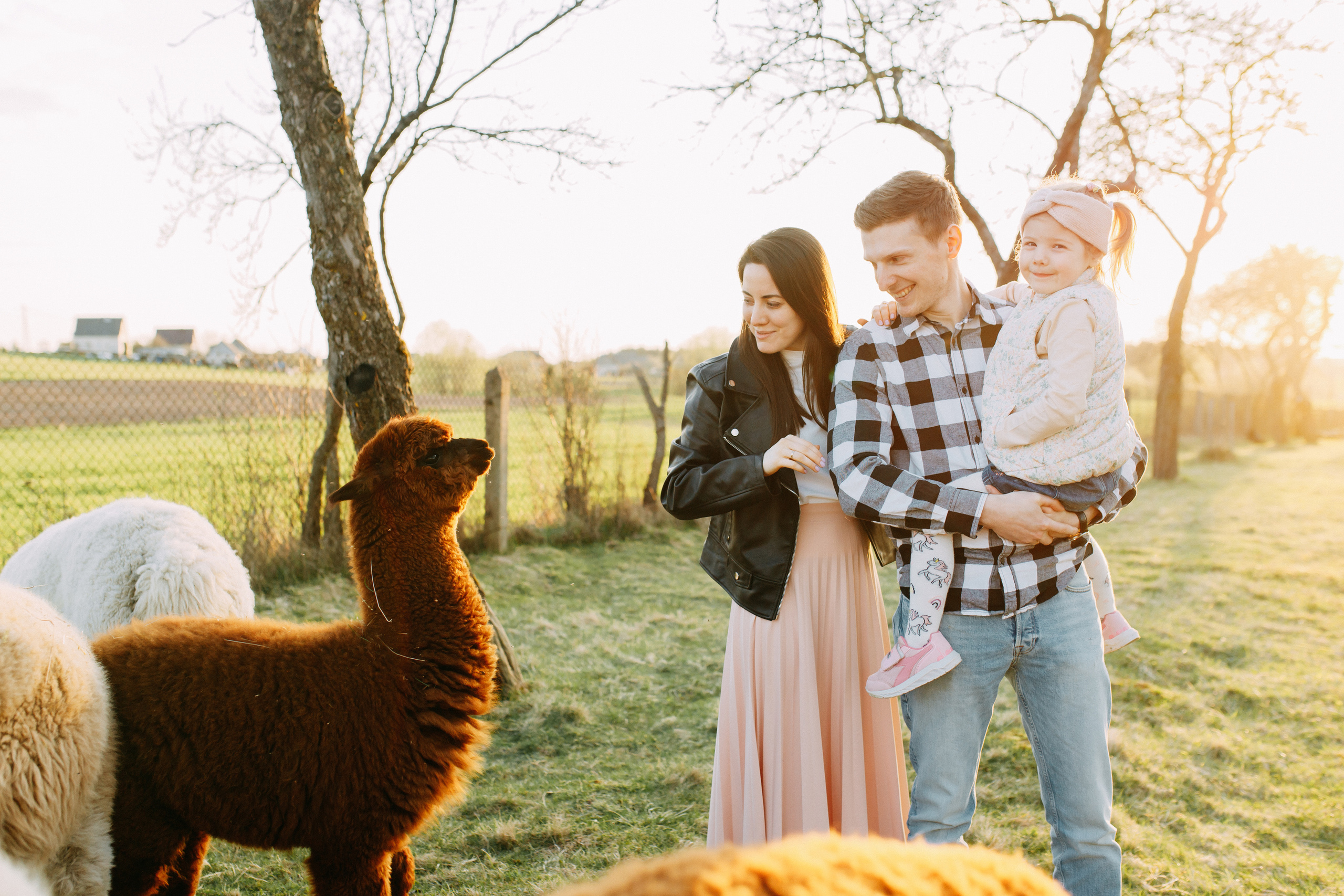 На ферме с альпаками • Весна 2023. Фотограф в Калининграде Екатерина Осинцева