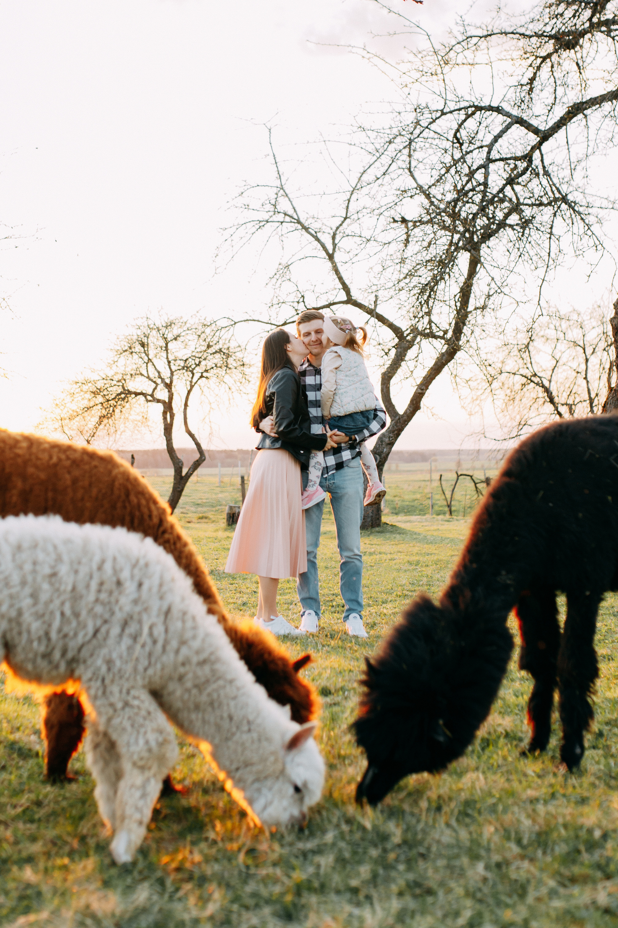 На ферме с альпаками • Весна 2023. Фотограф в Калининграде Екатерина Осинцева