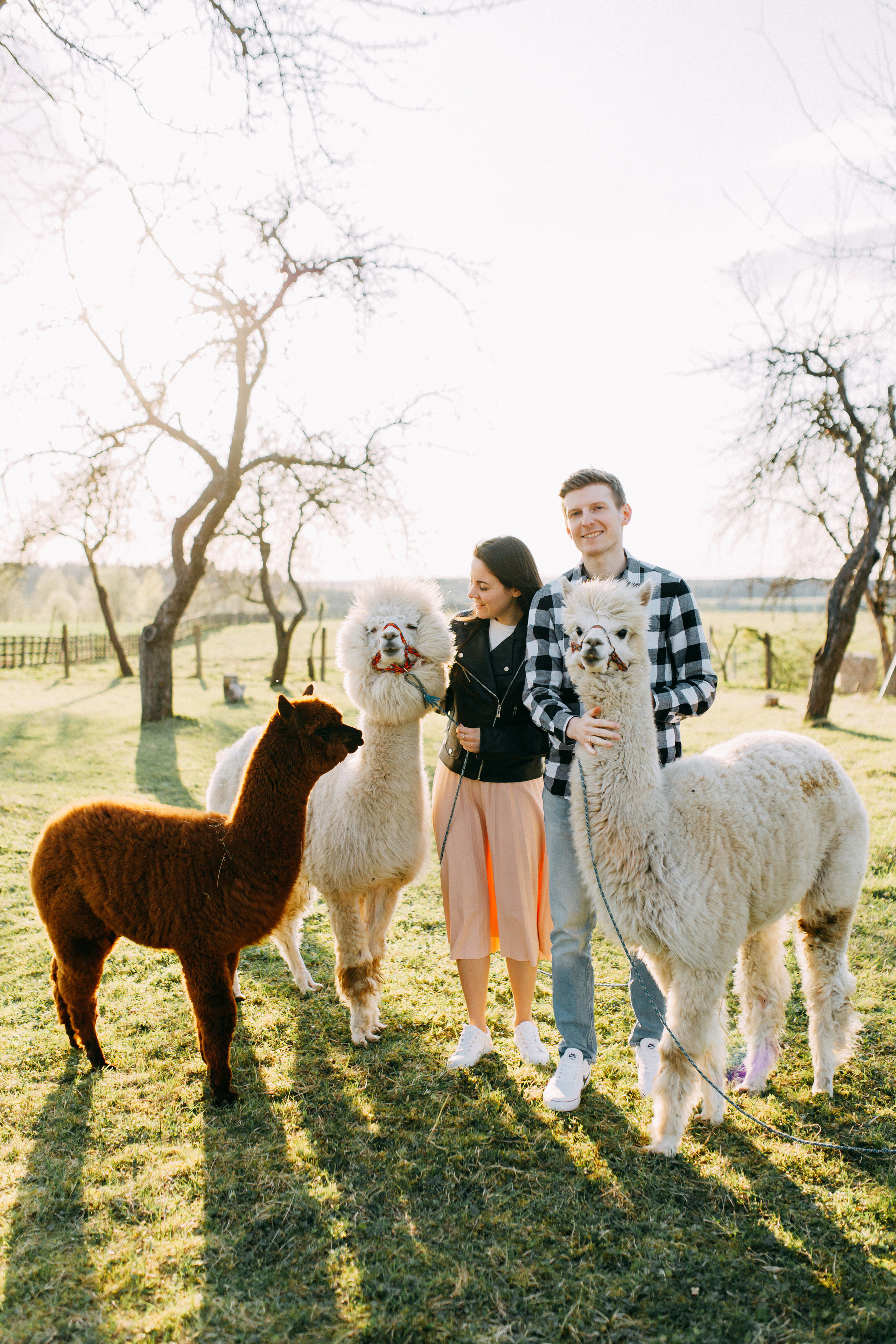 На ферме с альпаками • Весна 2023. Фотограф в Калининграде Екатерина Осинцева