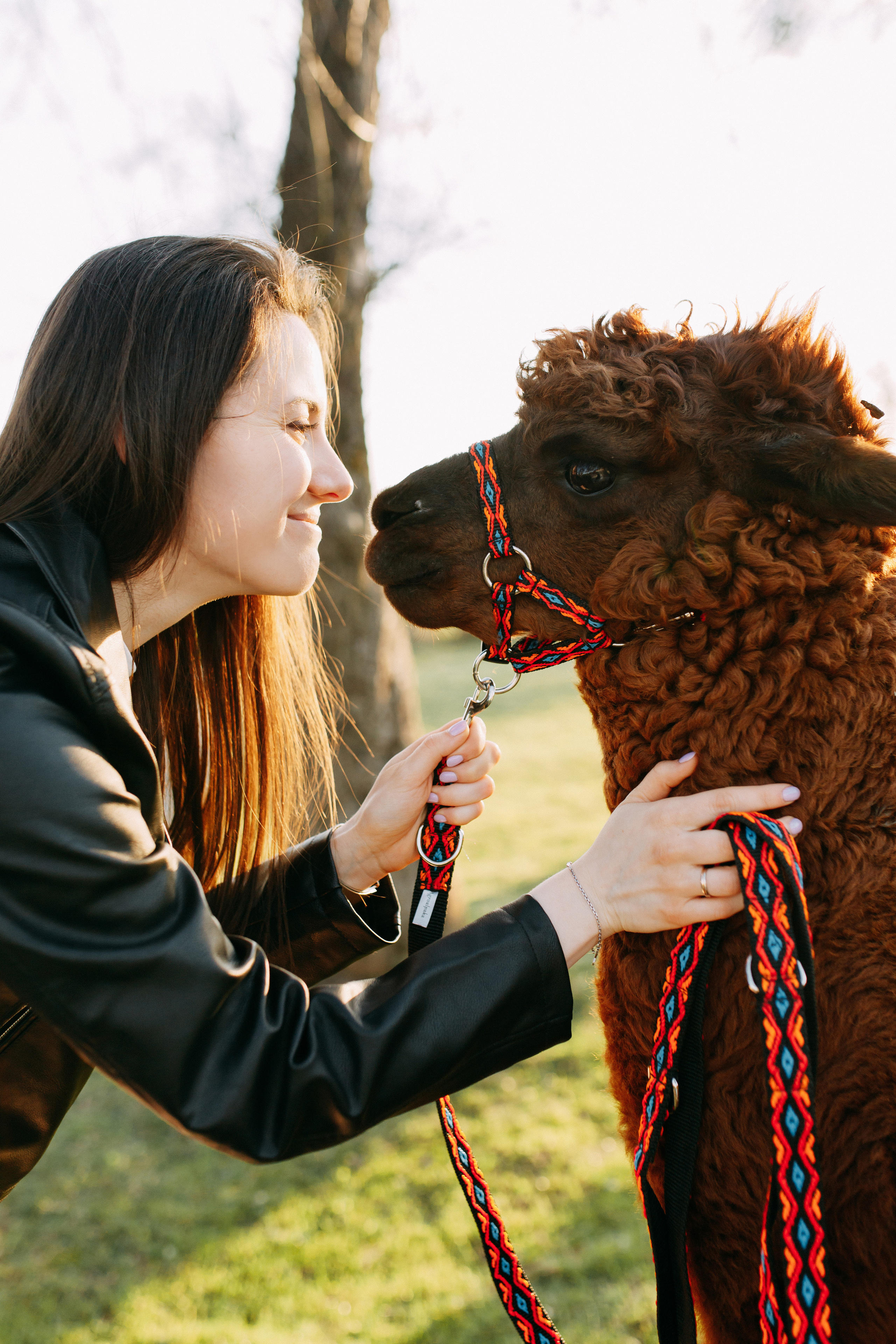 На ферме с альпаками • Весна 2023. Фотограф в Калининграде Екатерина Осинцева