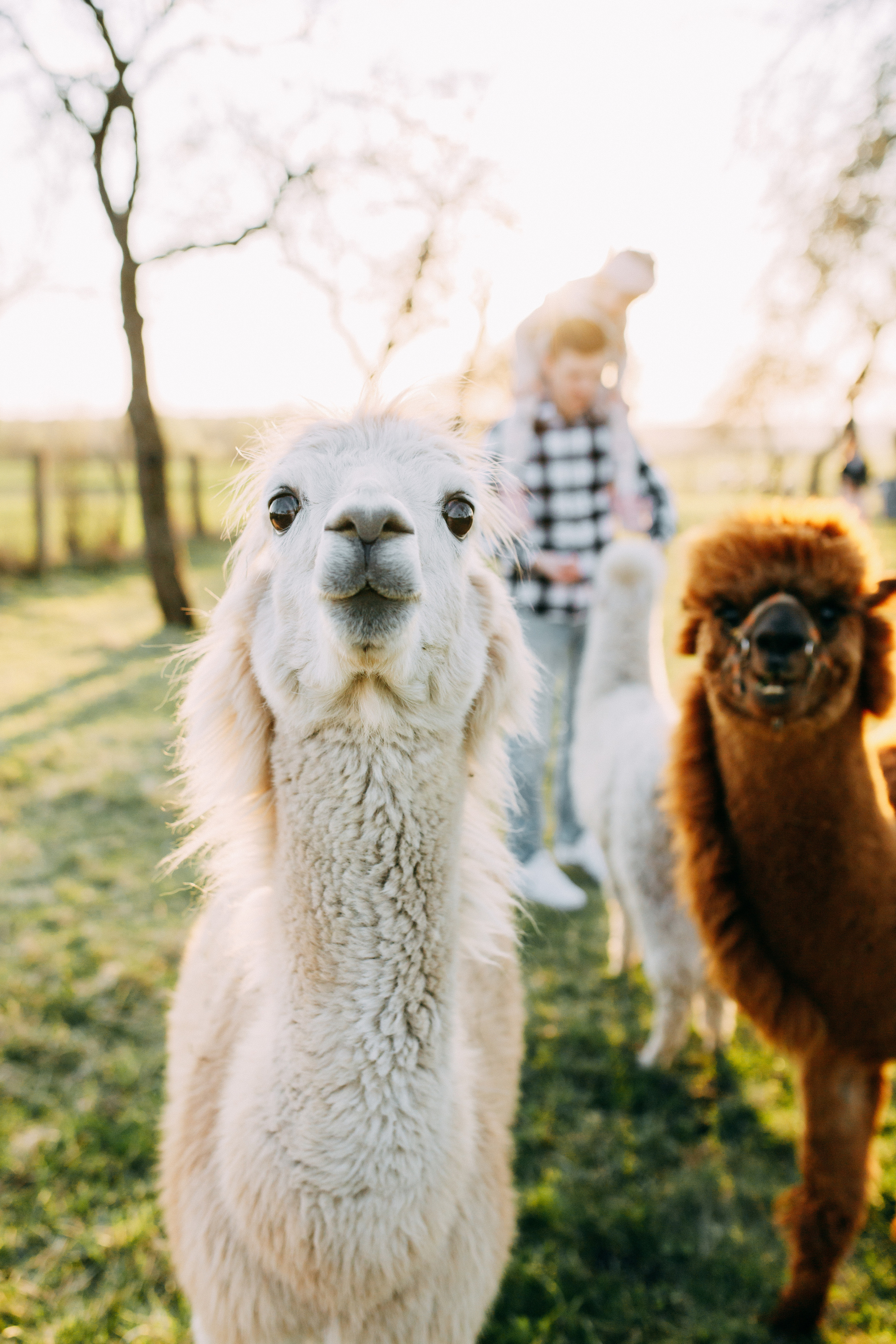 На ферме с альпаками • Весна 2023. Фотограф в Калининграде Екатерина Осинцева