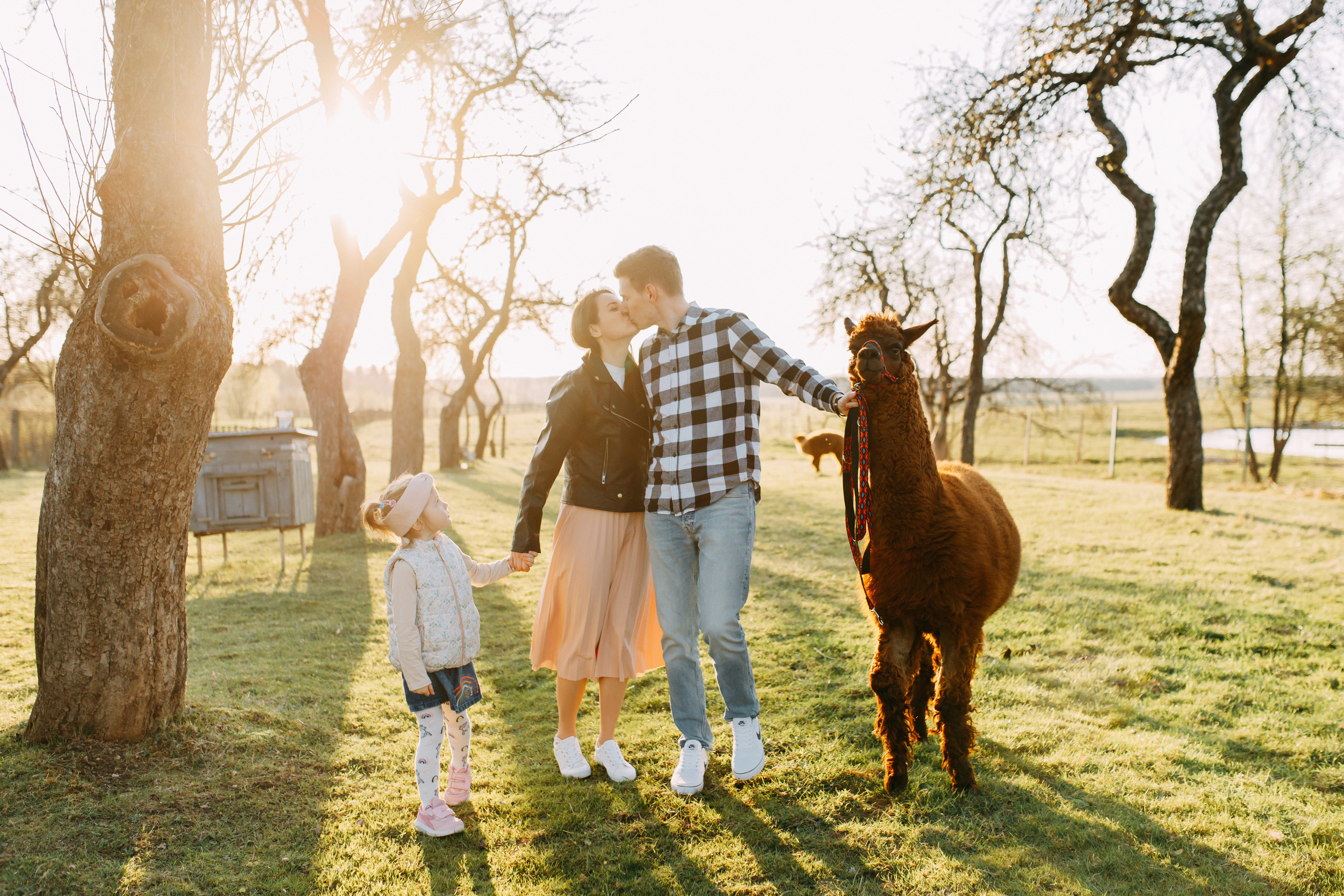 На ферме с альпаками • Весна 2023. Фотограф в Калининграде Екатерина Осинцева