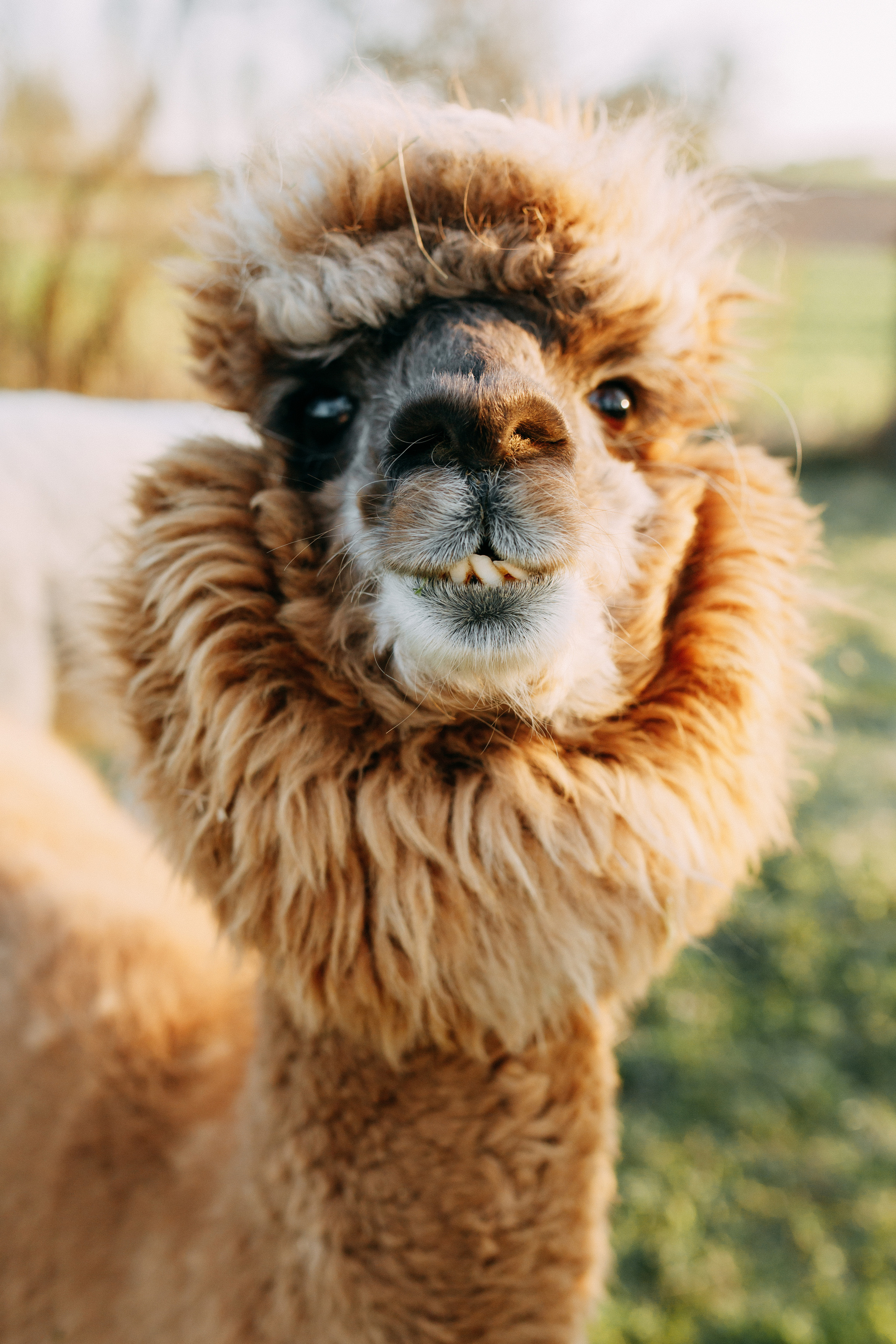 На ферме с альпаками • Весна 2023. Фотограф в Калининграде Екатерина Осинцева