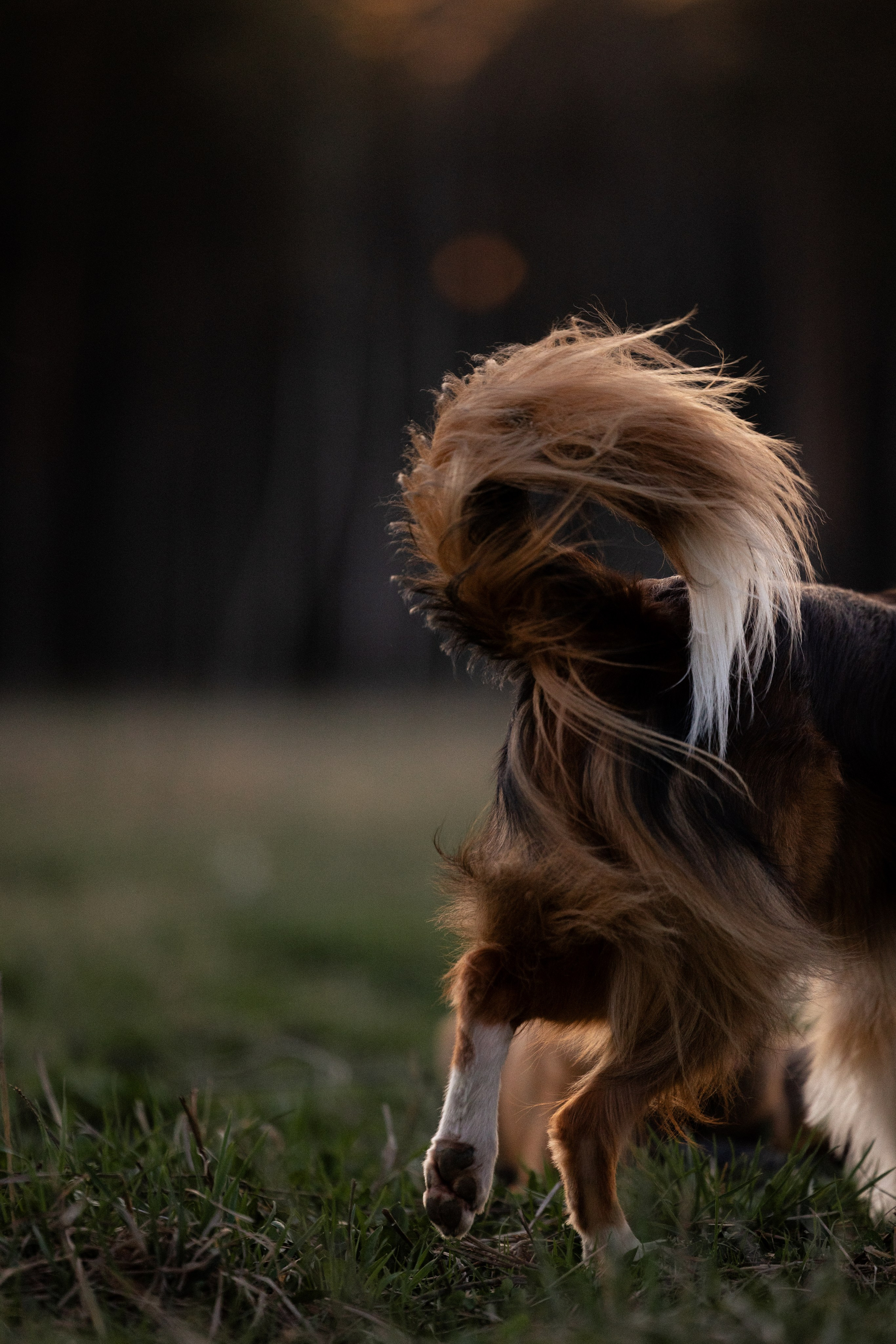 Разношерстная компания. Фотограф и видеограф анималист Аганина Дарья