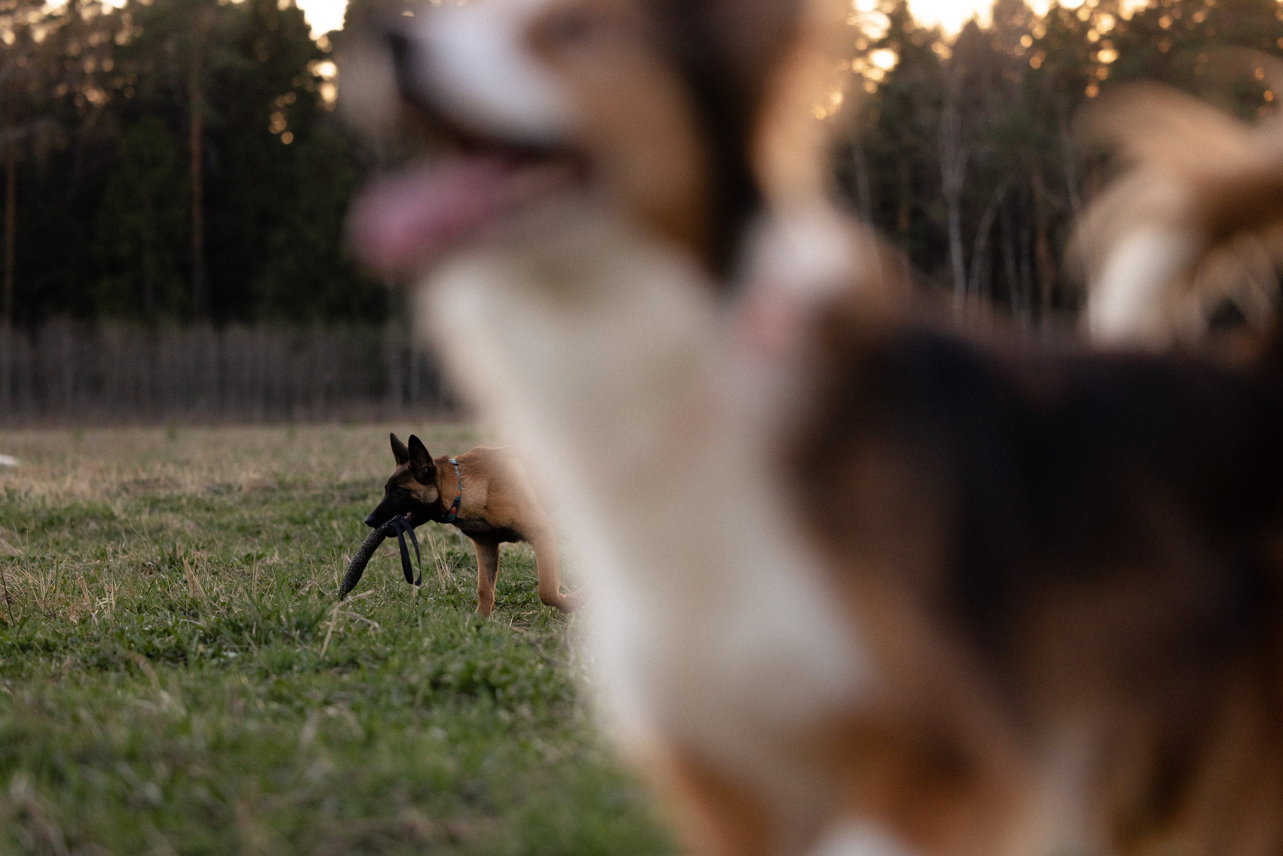Разношерстная компания. Фотограф и видеограф анималист Аганина Дарья