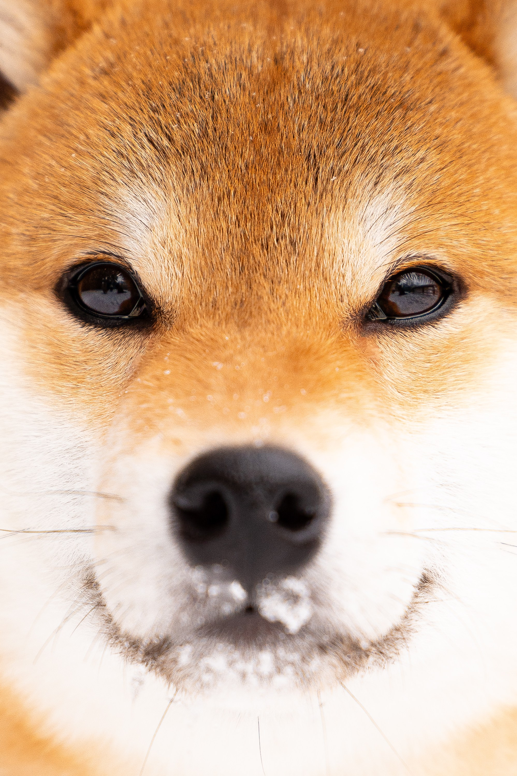 Юми, Серж и Тоши. Фотограф и видеограф анималист Аганина Дарья