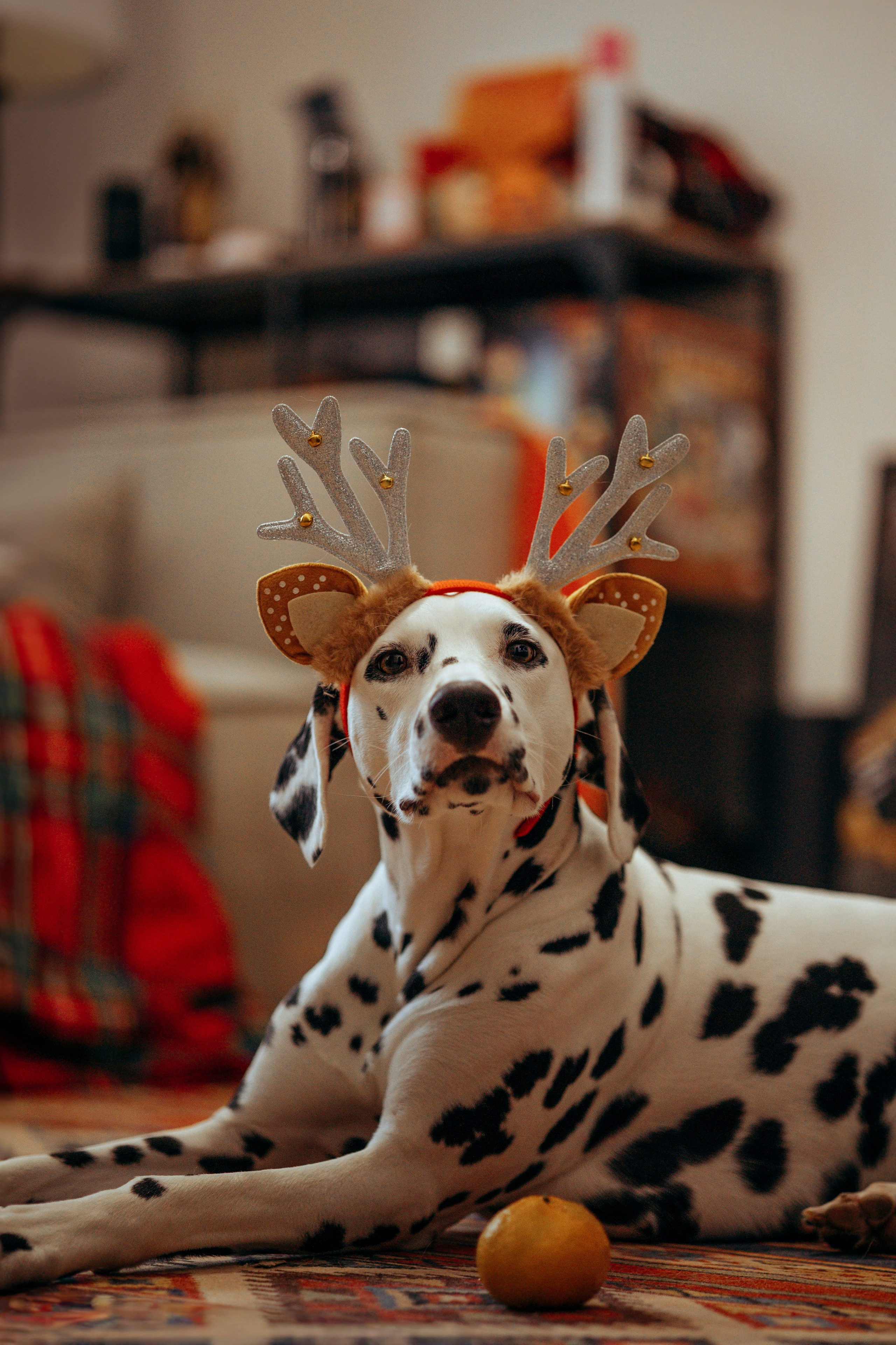 Новогодняя съемка с собакой. Анастасия Белаш