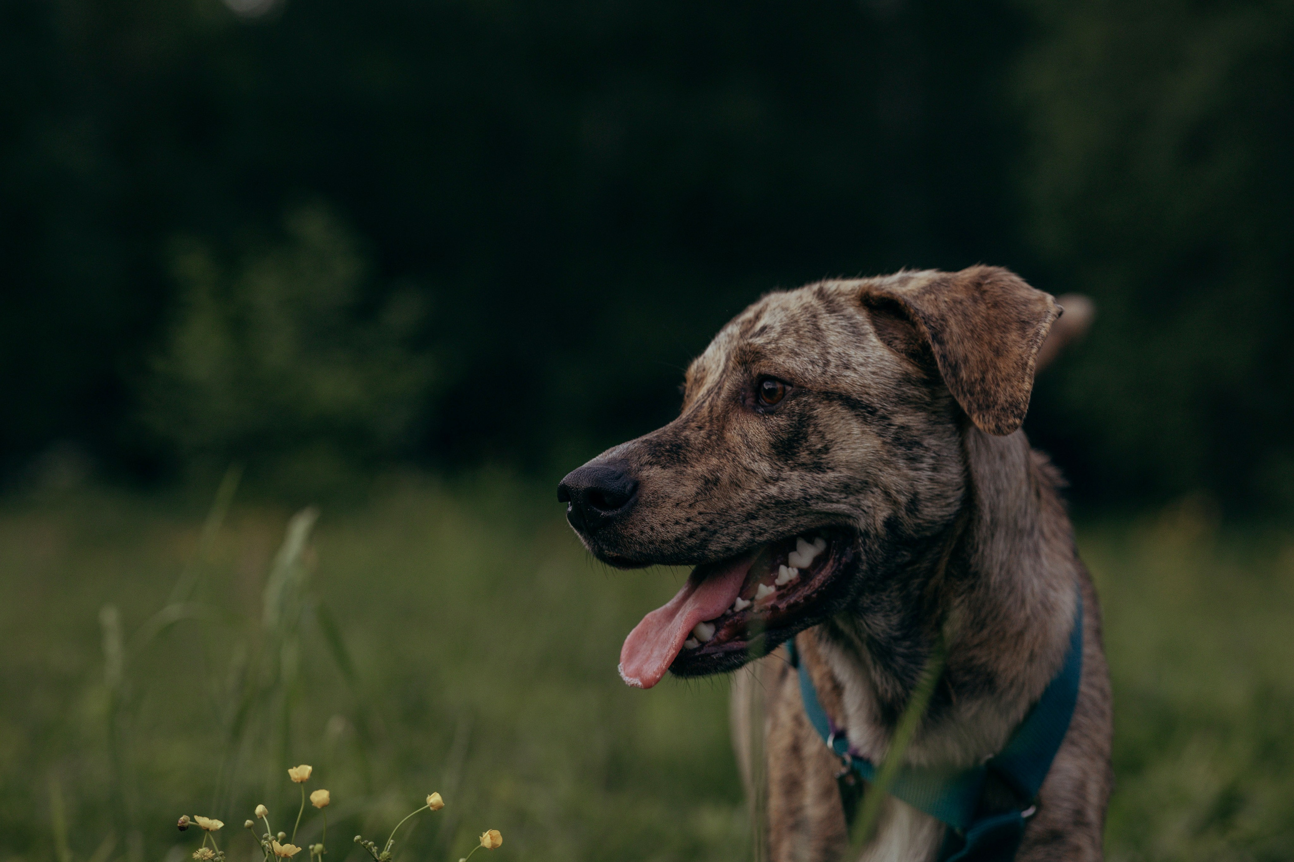 Съемка с собакой. Анастасия Белаш