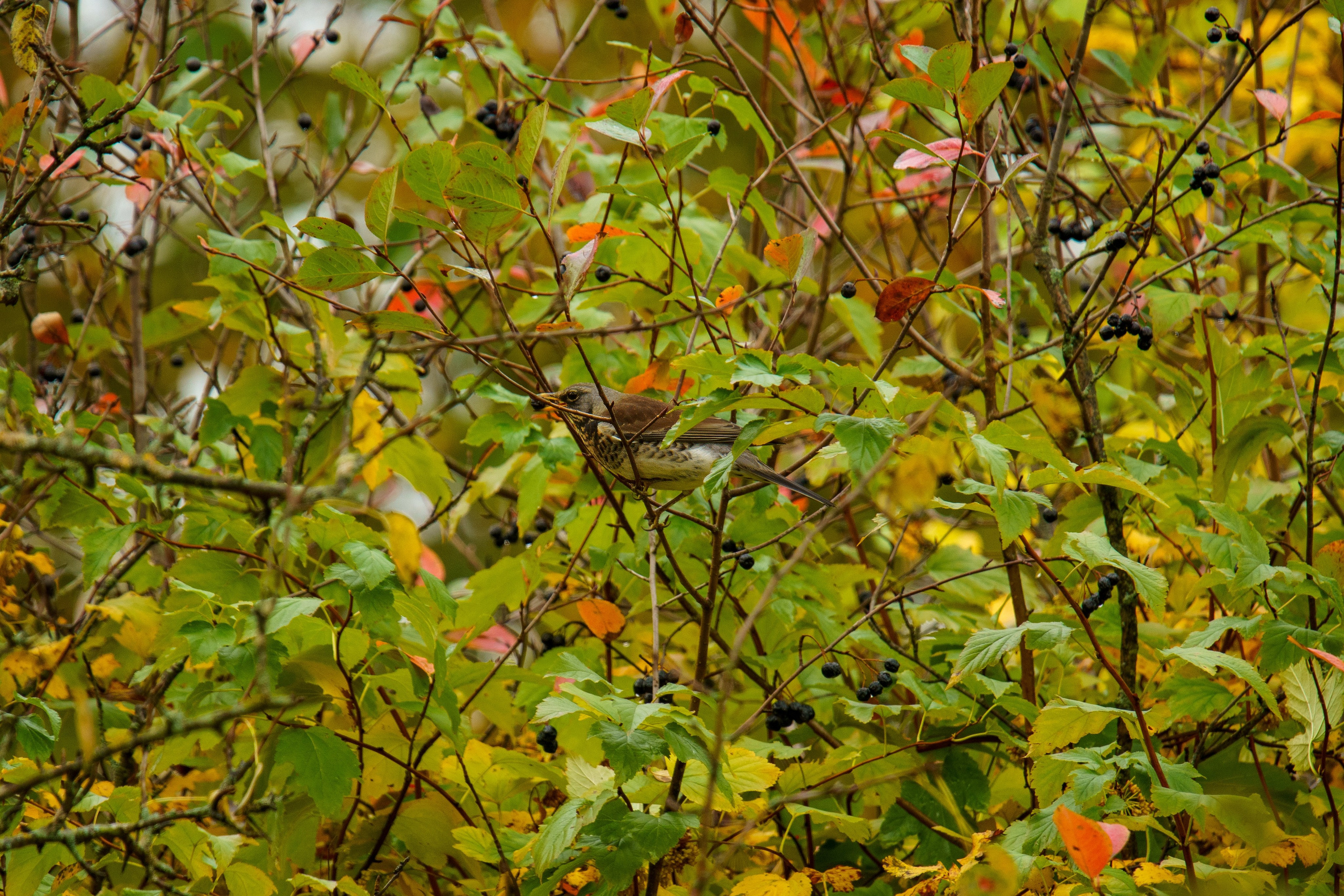 Animals — Животные