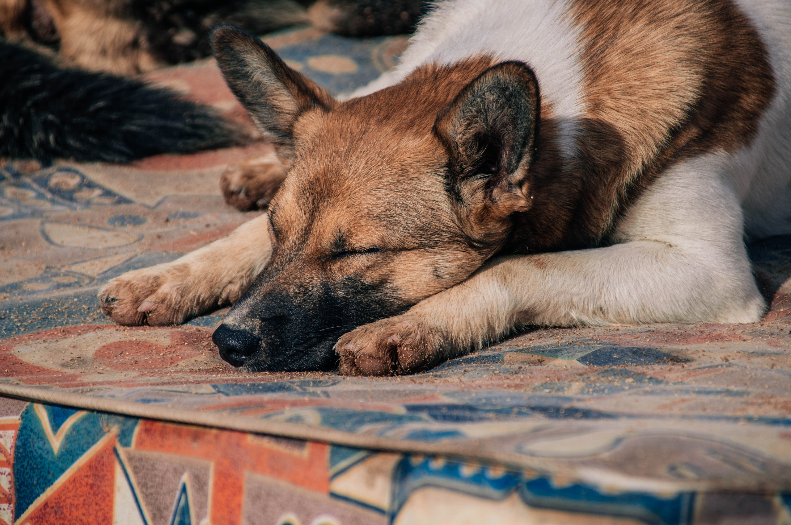 Приют «Дом Добра». Индивидуальный фотограф в Москве
