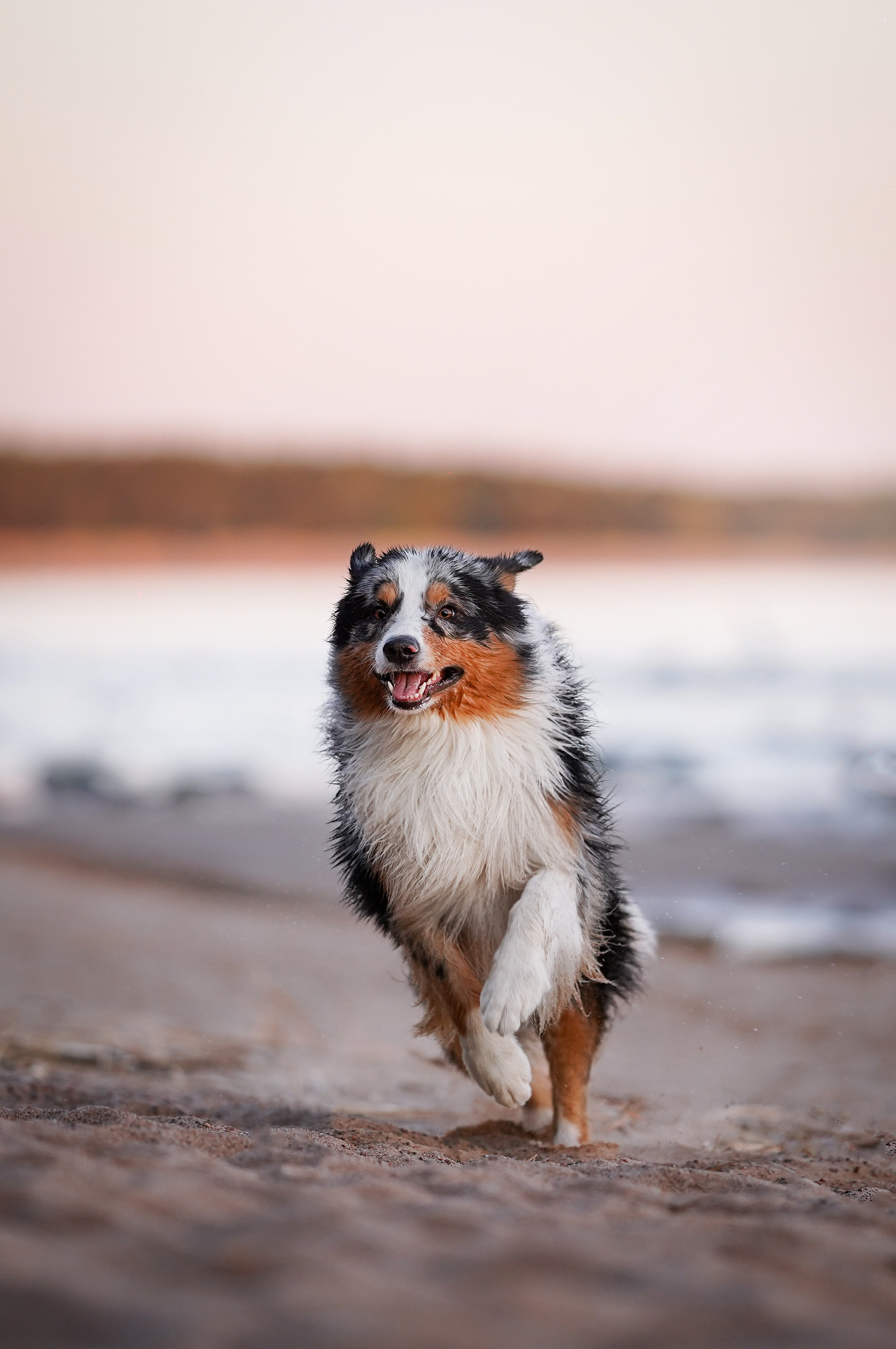 Вероника Харви и Лени. Фотограф-анималист в Санкт-Петербурге Яна Мартынова