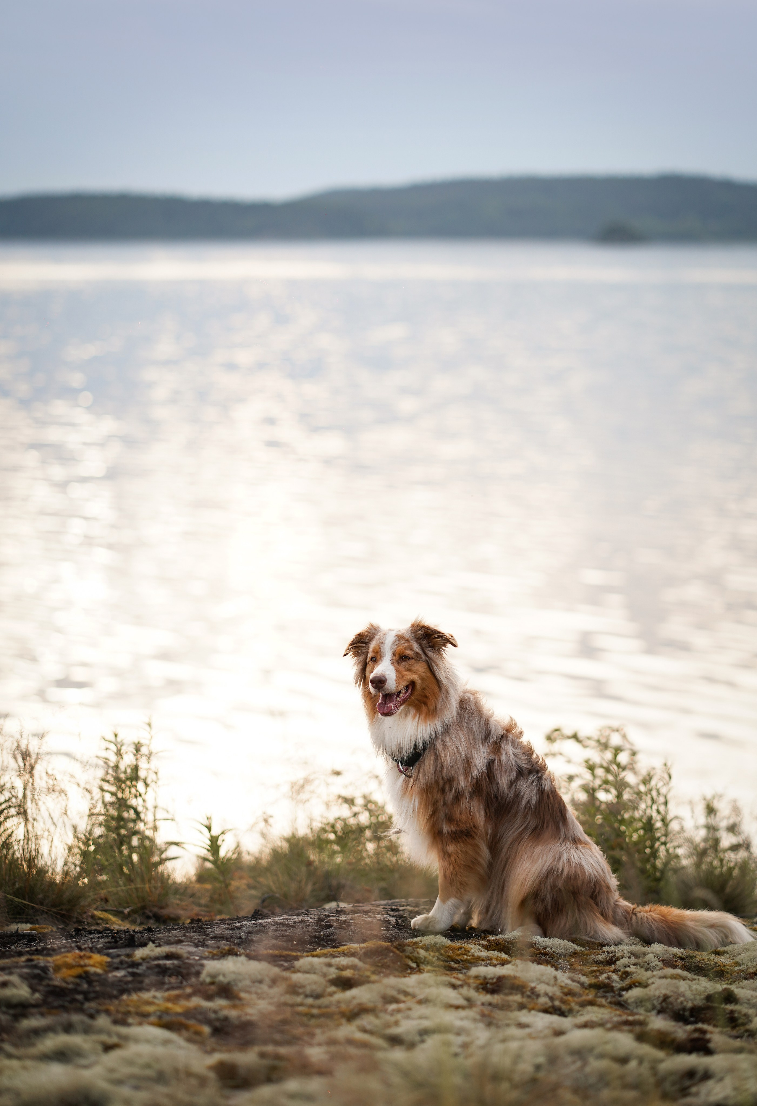 Карелия. Фотограф-анималист в Санкт-Петербурге Яна Мартынова