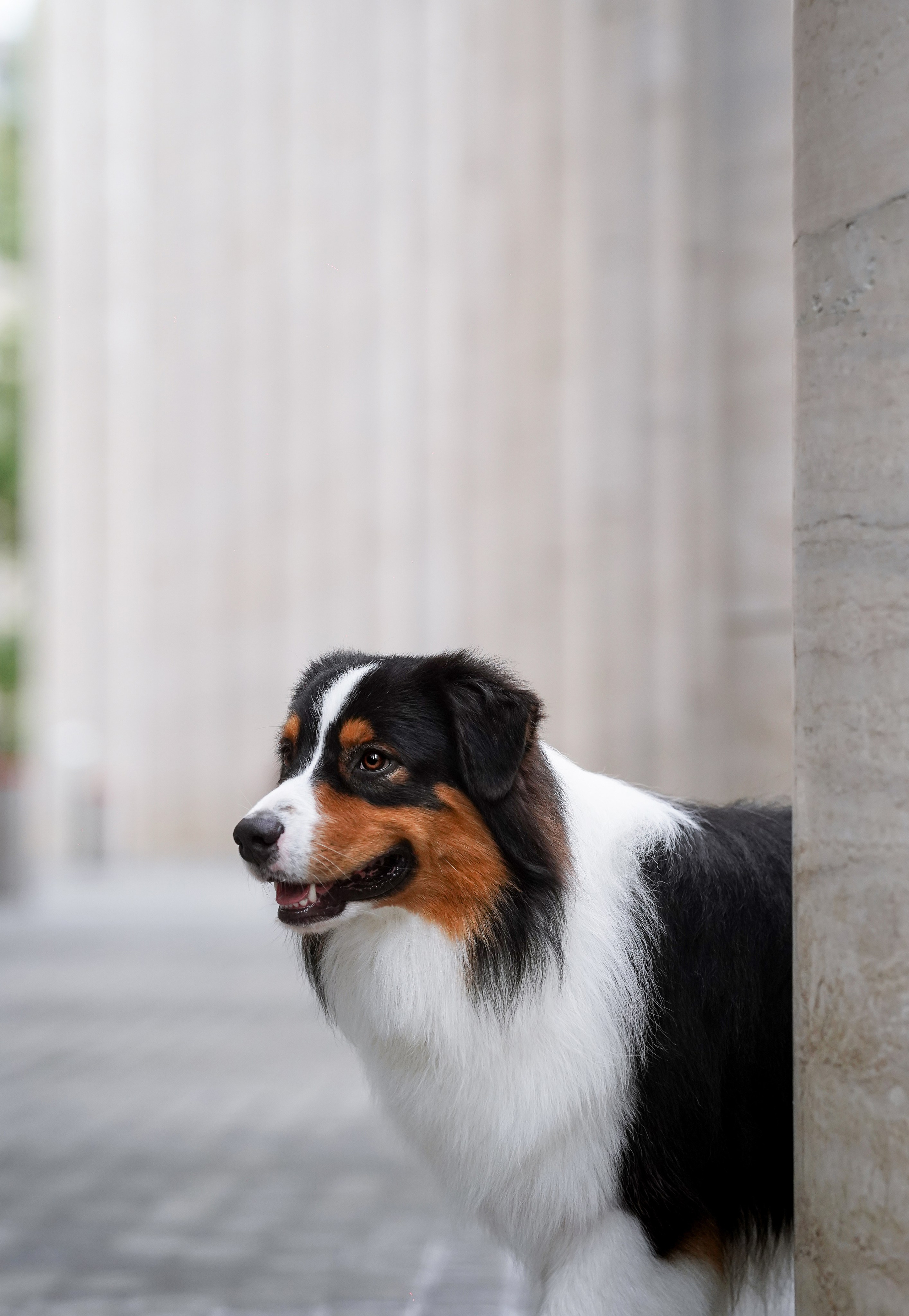 Кристина Катя Гермиона и Бэст. Фотограф-анималист в Санкт-Петербурге Яна Мартынова