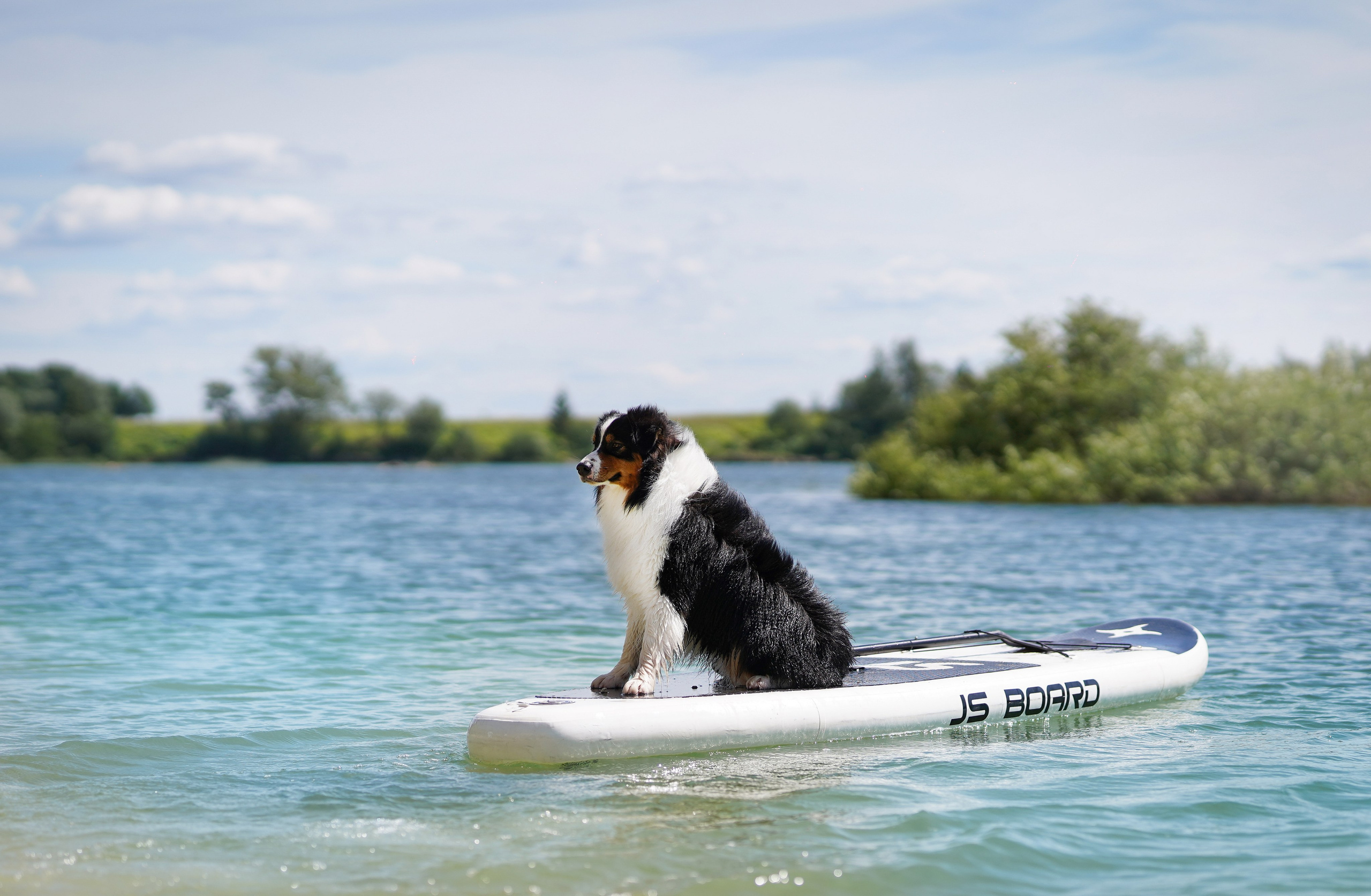 Аусси на карьерах. Фотограф-анималист в Санкт-Петербурге Яна Мартынова