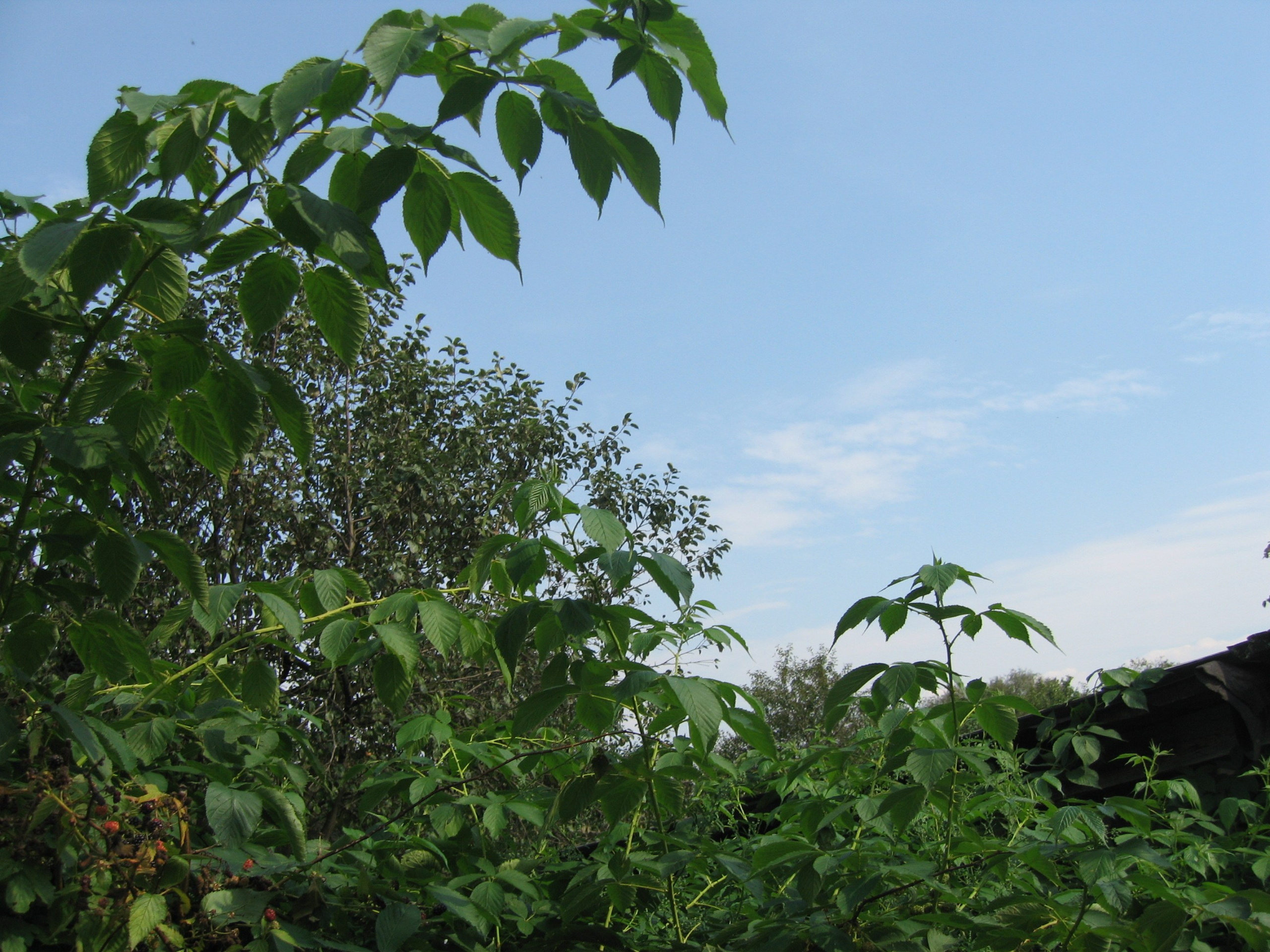 Зелёные листья деревьев и кустарников на фоне голубого неба с облаками.