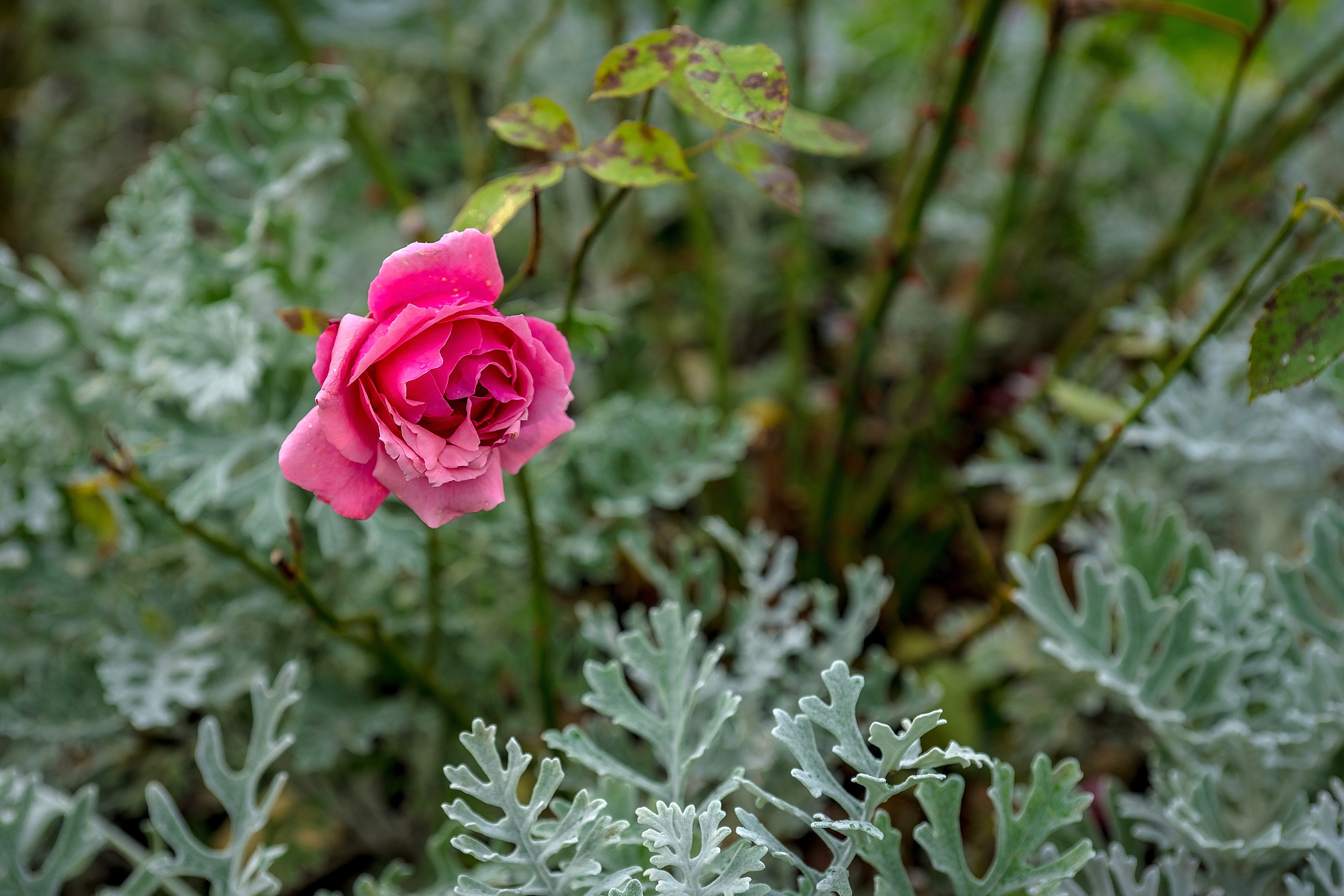 На озере Нарочь. Белоруссия