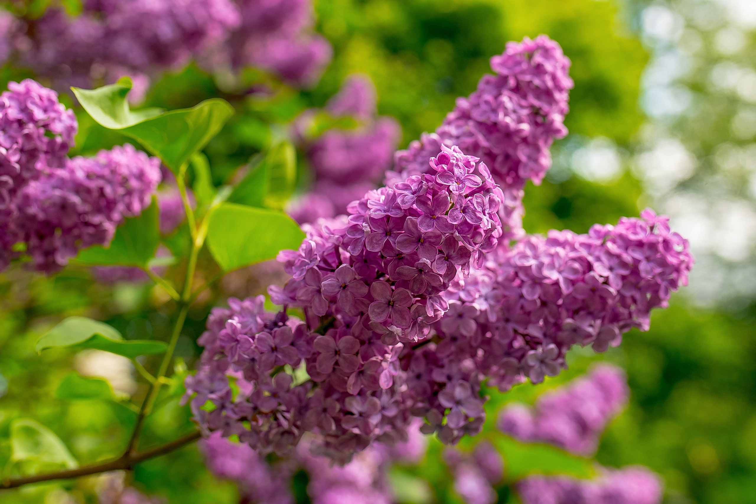 Наша мать — природа. Фотограф Владимир Артамонов