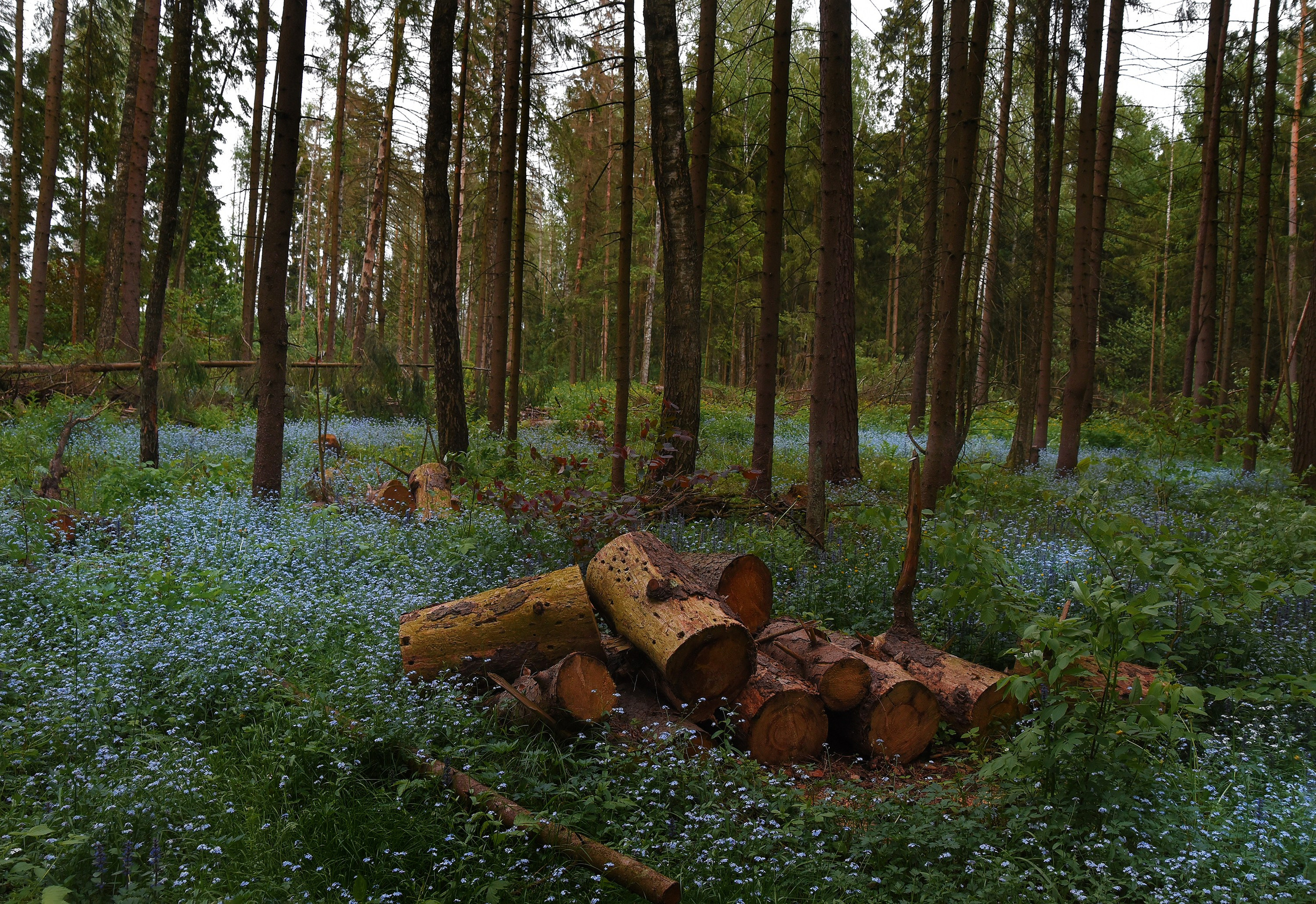 Goblincore, природа, фэнтези, нечисть, лес, гоблинкор, эльфы, фотосессии, костюмированные