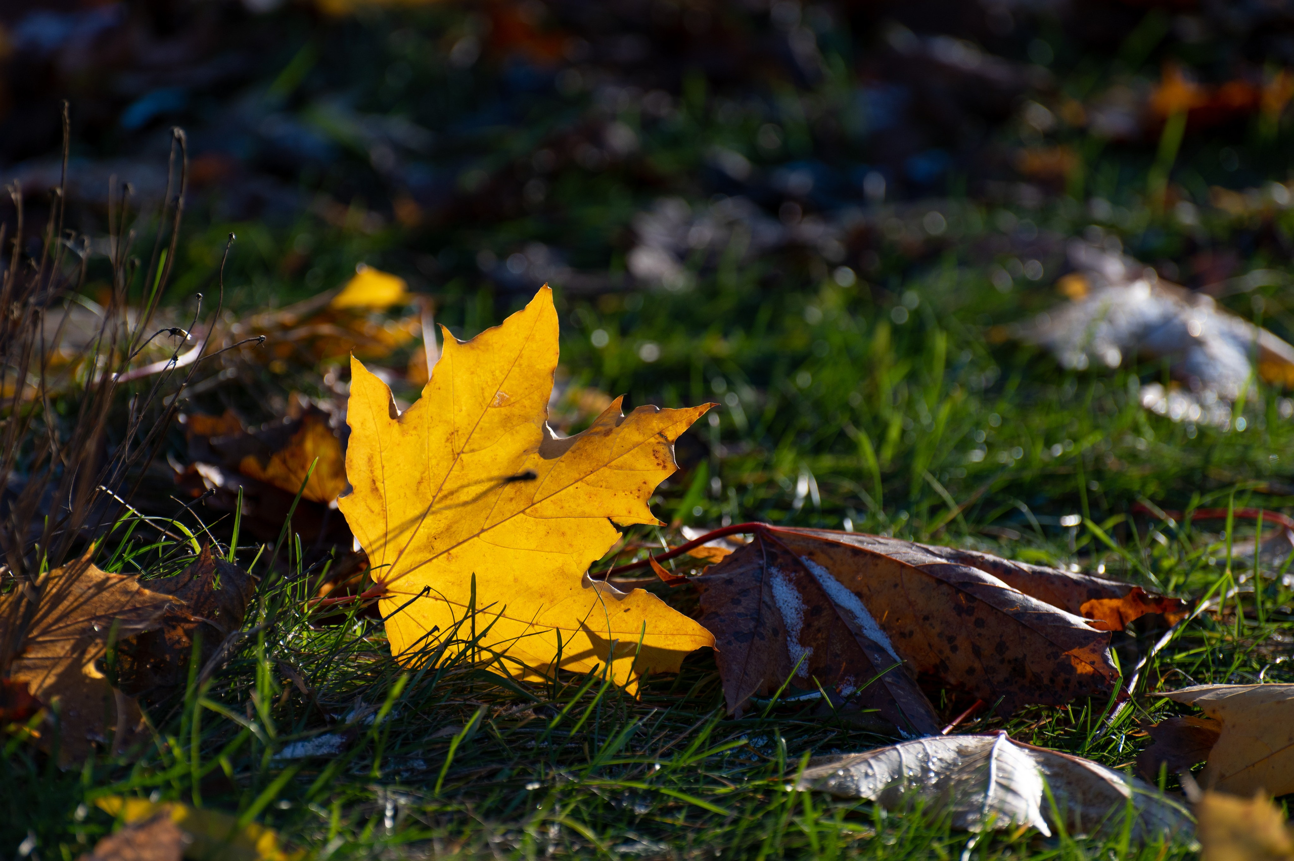20241102 МГУ. Дмитрий Ремизов. Фотография, как хобби