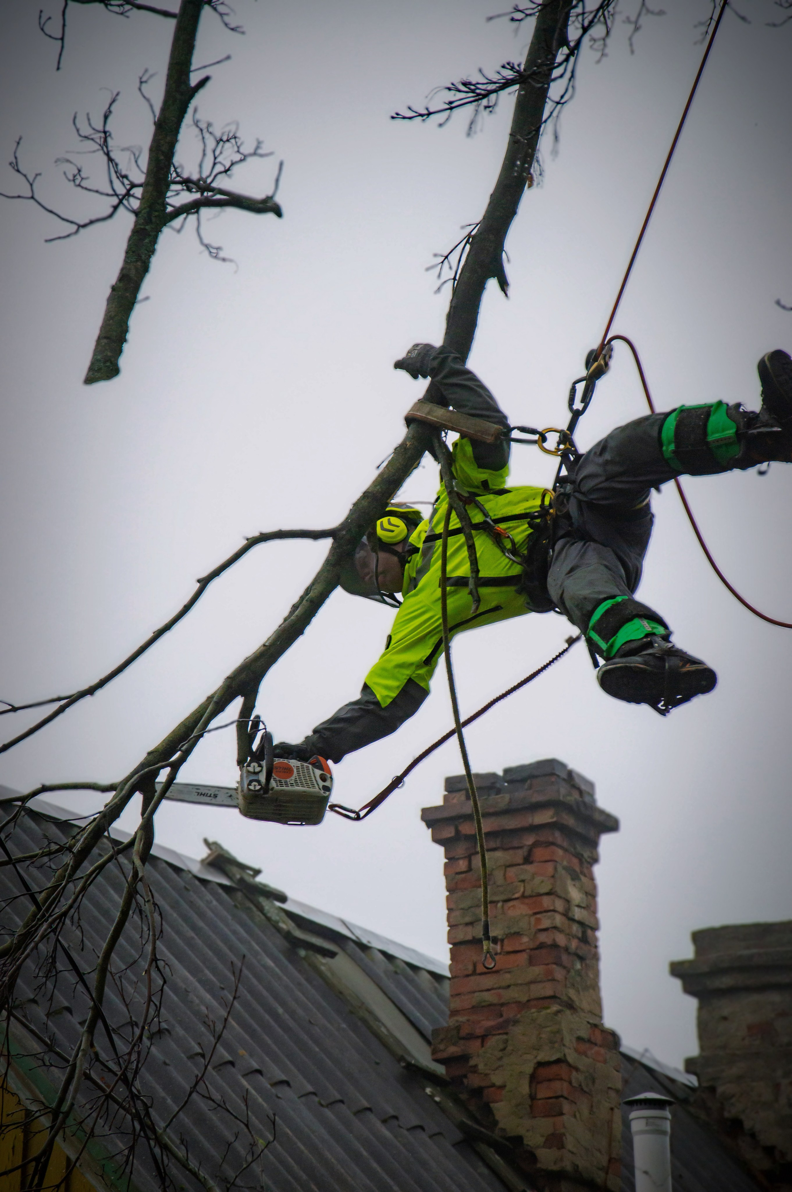 Спил деревьев. Аrbori Culturist
