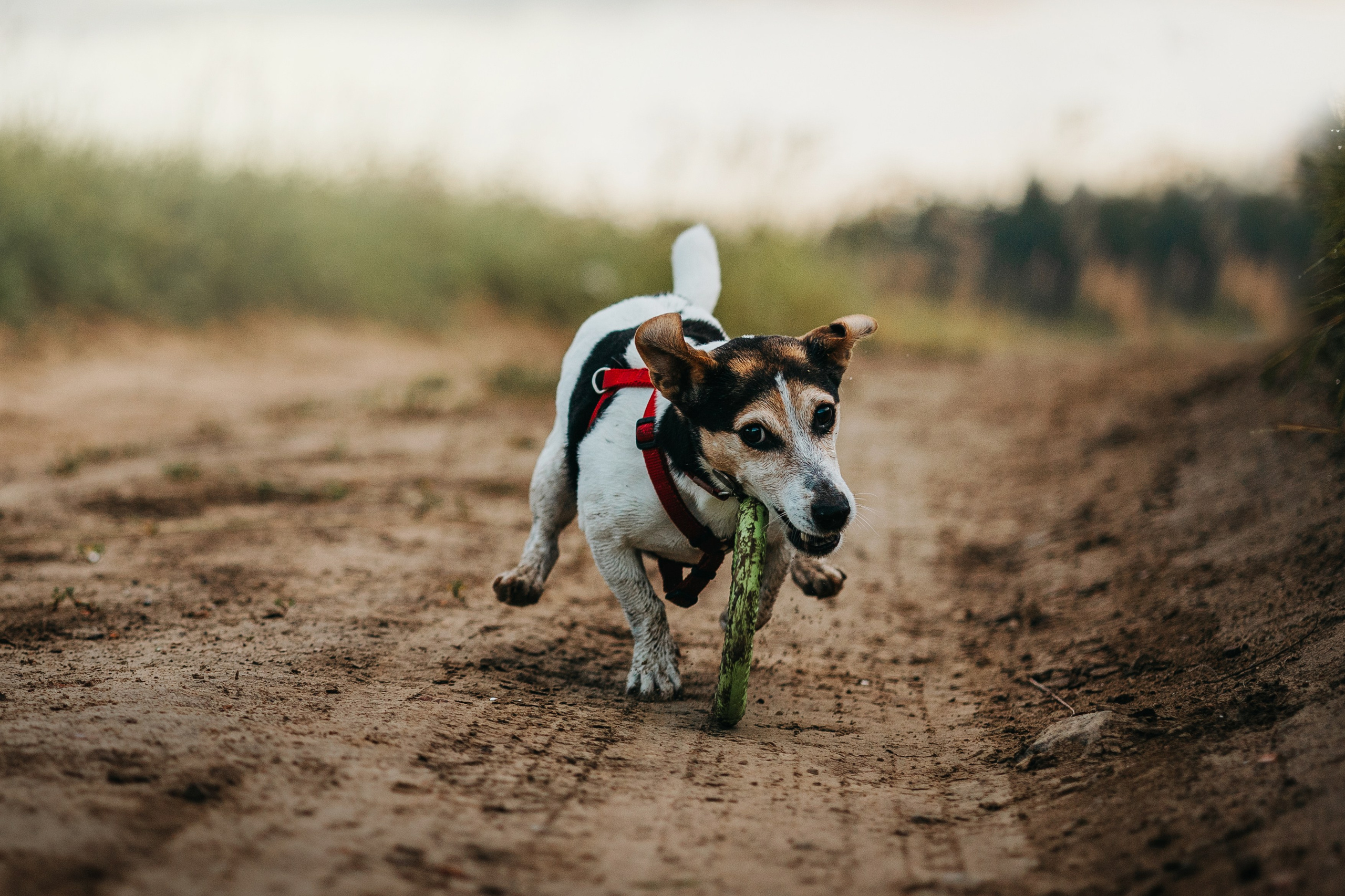 Маша и Персик. Фотограф — Анималист | Санкт-Петербург