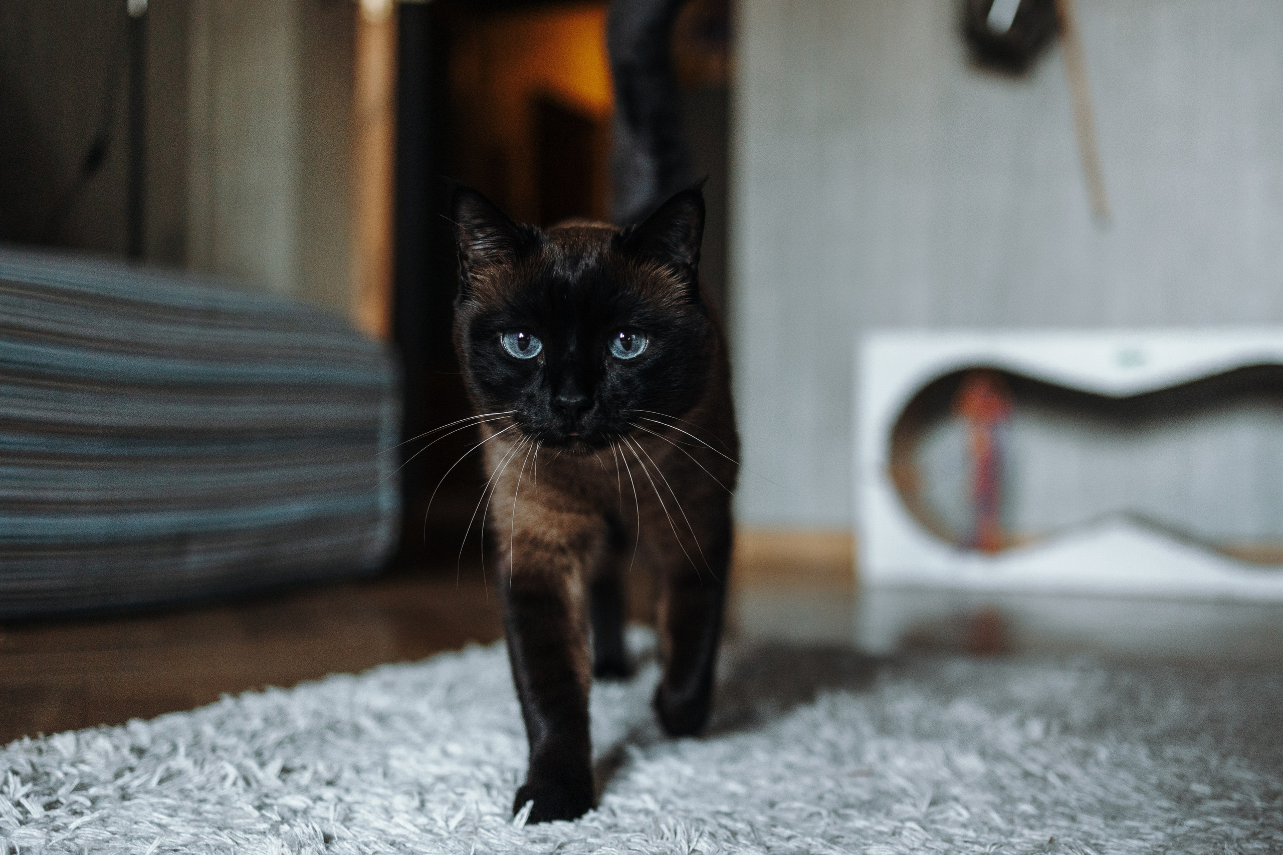 Саша и ее хвосты. Фотограф — Анималист | Санкт-Петербург