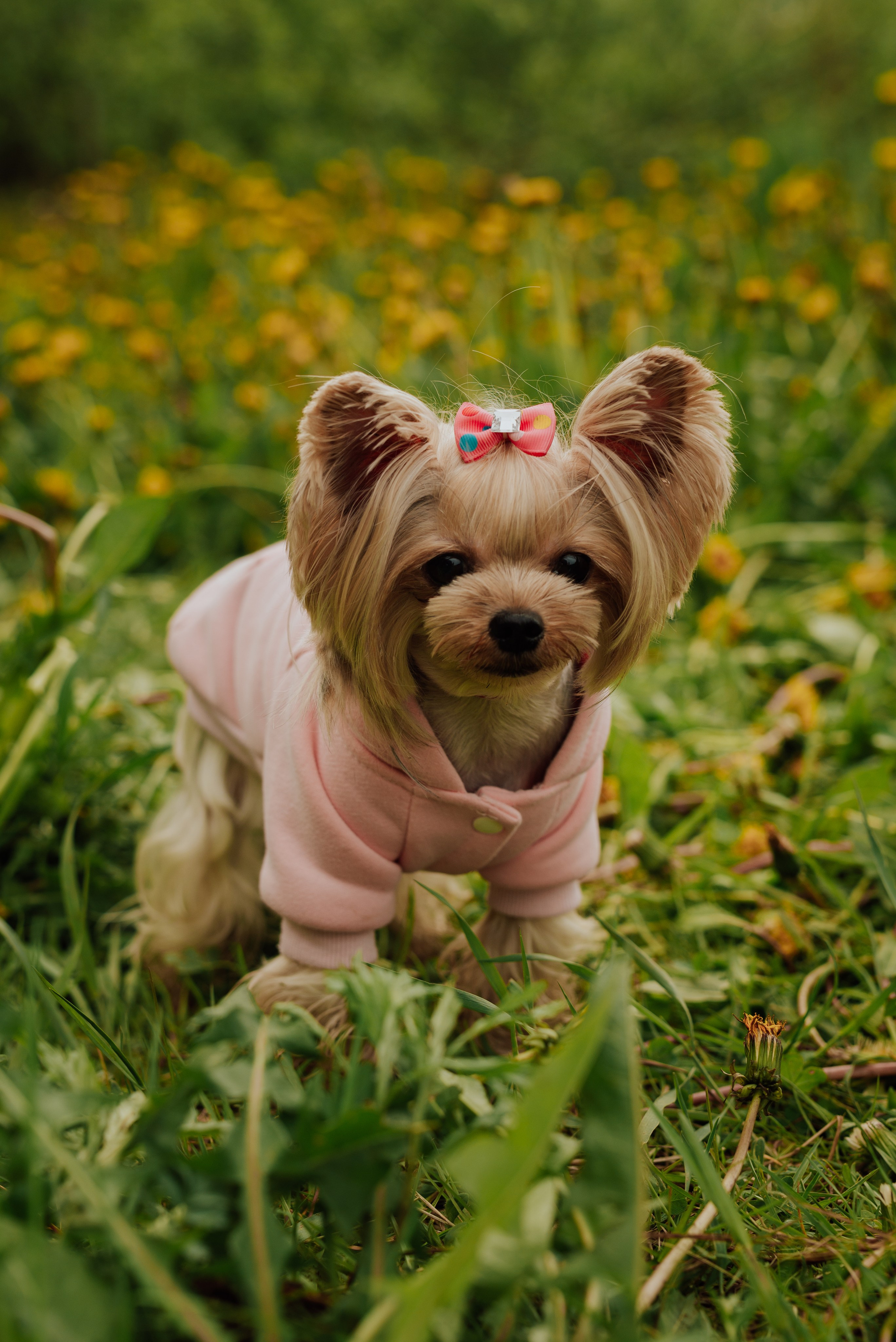 Фотовыходные с питомцами Мурино. Фотограф в Санкт-Петербурге и Ленинградской области