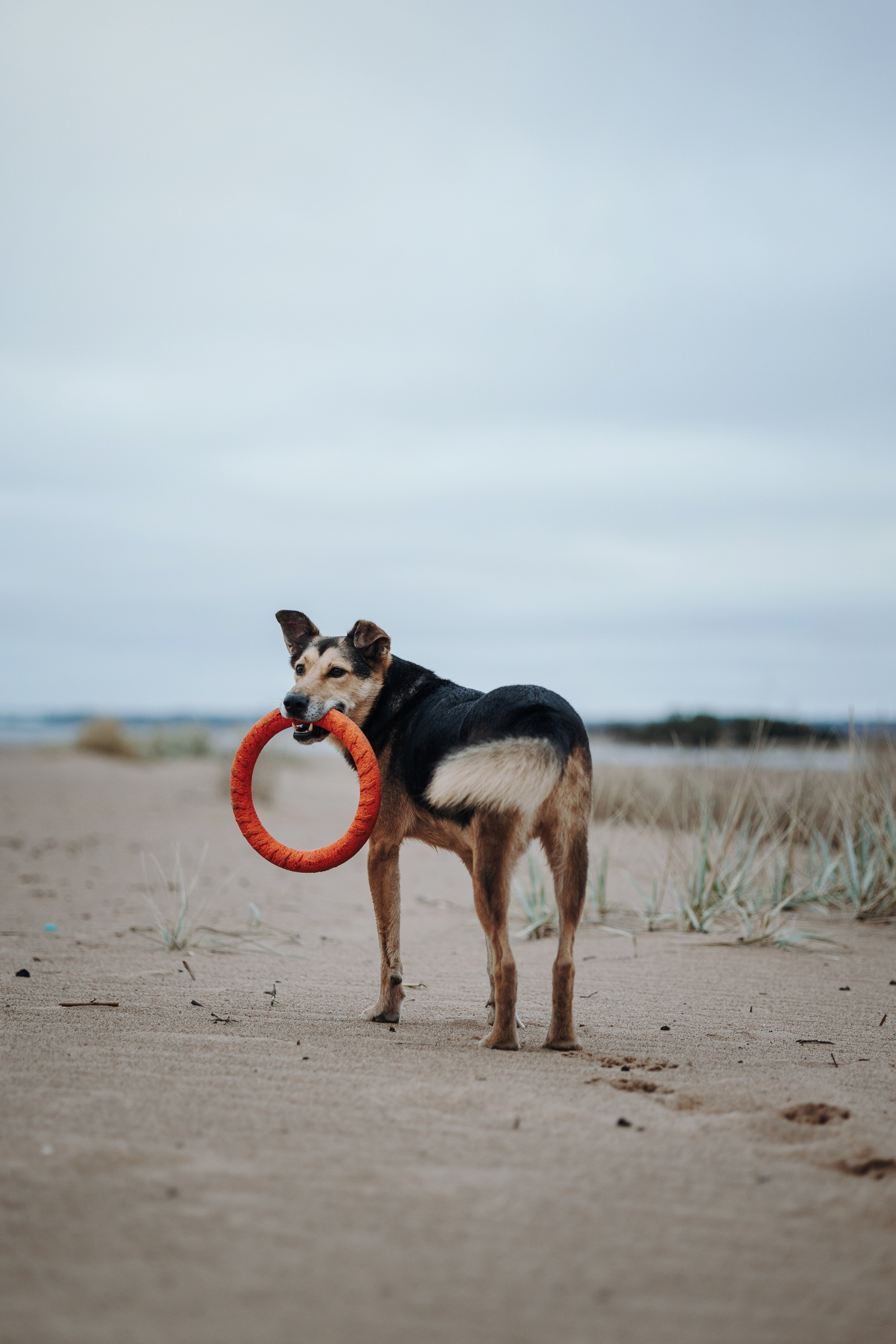 Наталья и Того. Фотограф — Анималист | Санкт-Петербург