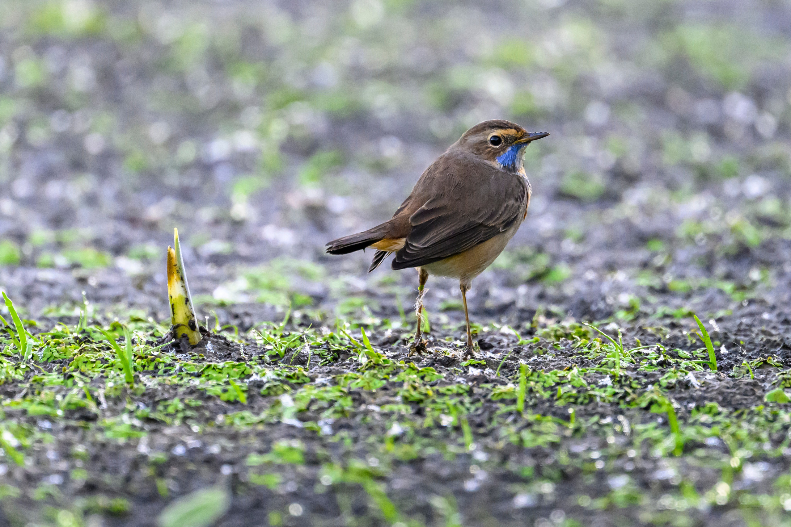 Галстучник и турухтаны. The common ringed plover and Ruffs. Фотограф Сергей Пупонин