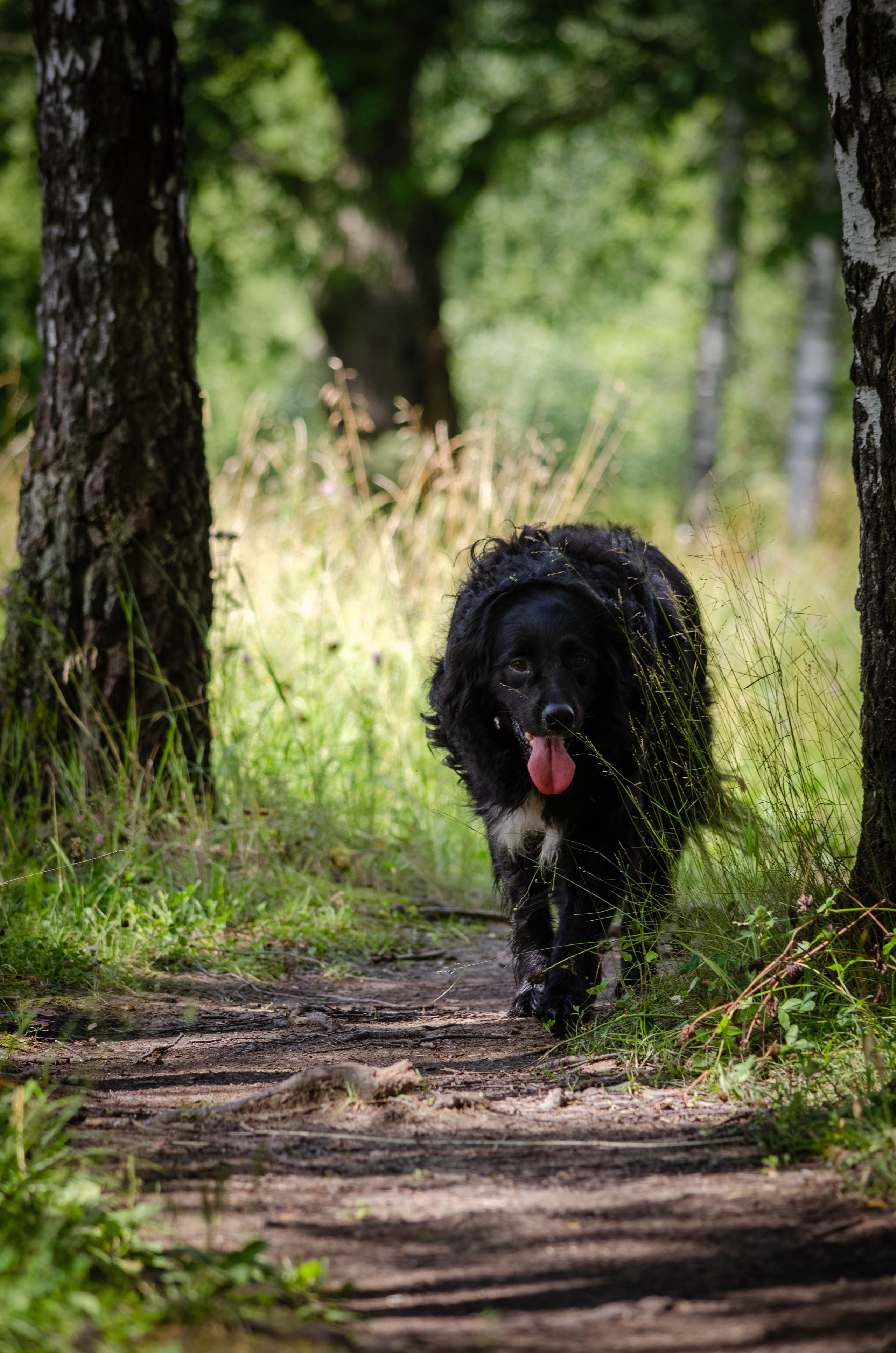 Том и Тося. Фотограф Светлана Блинова, Москва и Московская область