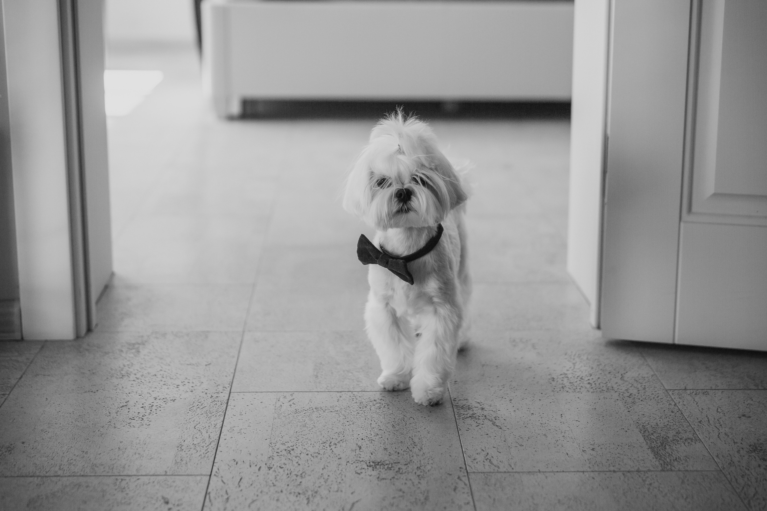 Рома и Даша. Свадебный фотограф Ярославль Ирина Волоцкая