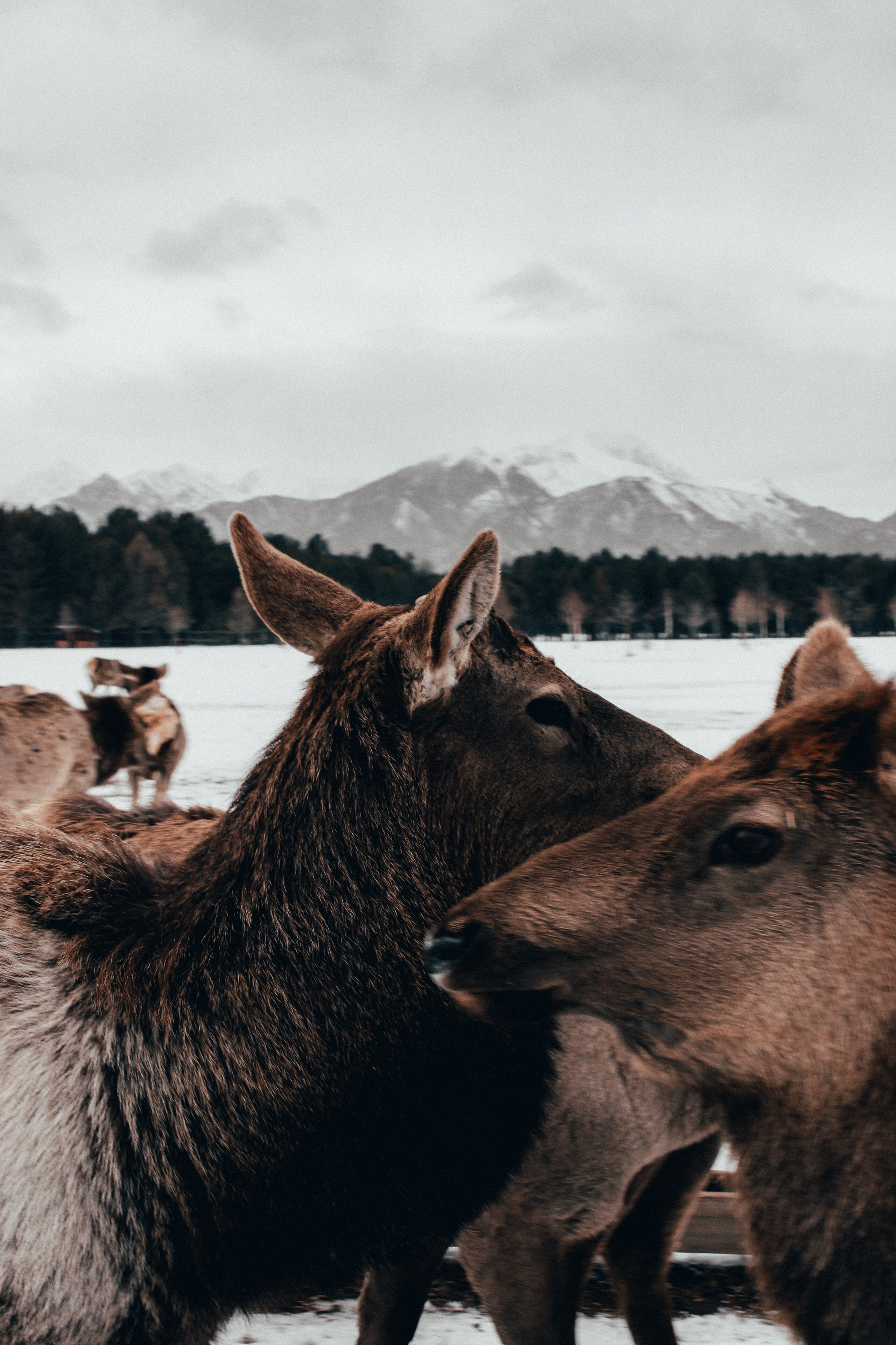 ARSHAN | SAYANY. Главная