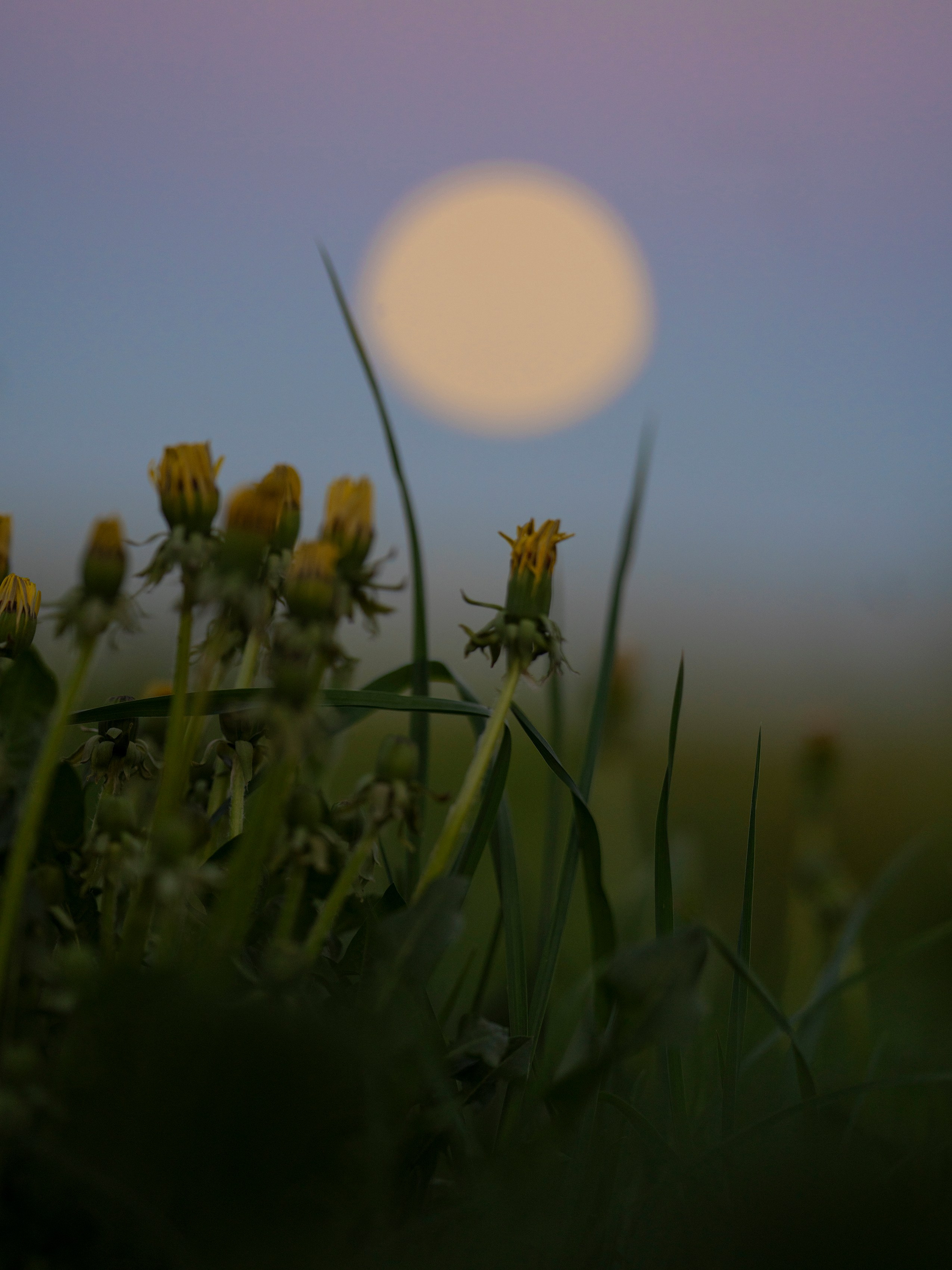 Природа и животные. Творческий фотограф Ирина Баландина.  Санкт-Петербург, Мурманск