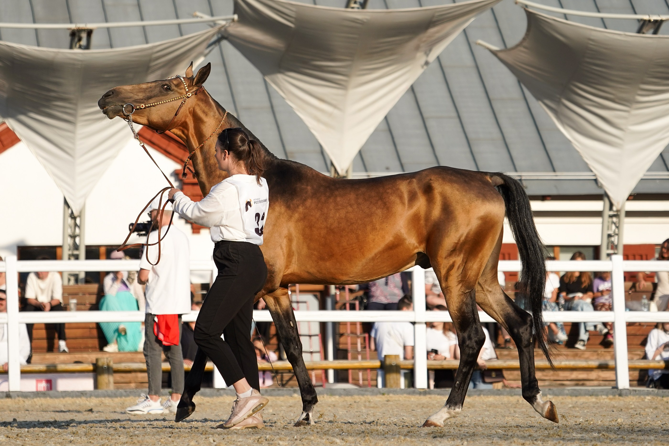 Чемпионат лошадей чистокровной ахалтекинской породы «КУБОК РОССИИ — 2024». Фотограф-анималист, портретный фотограф в Чебоксарах Мария Садыкова